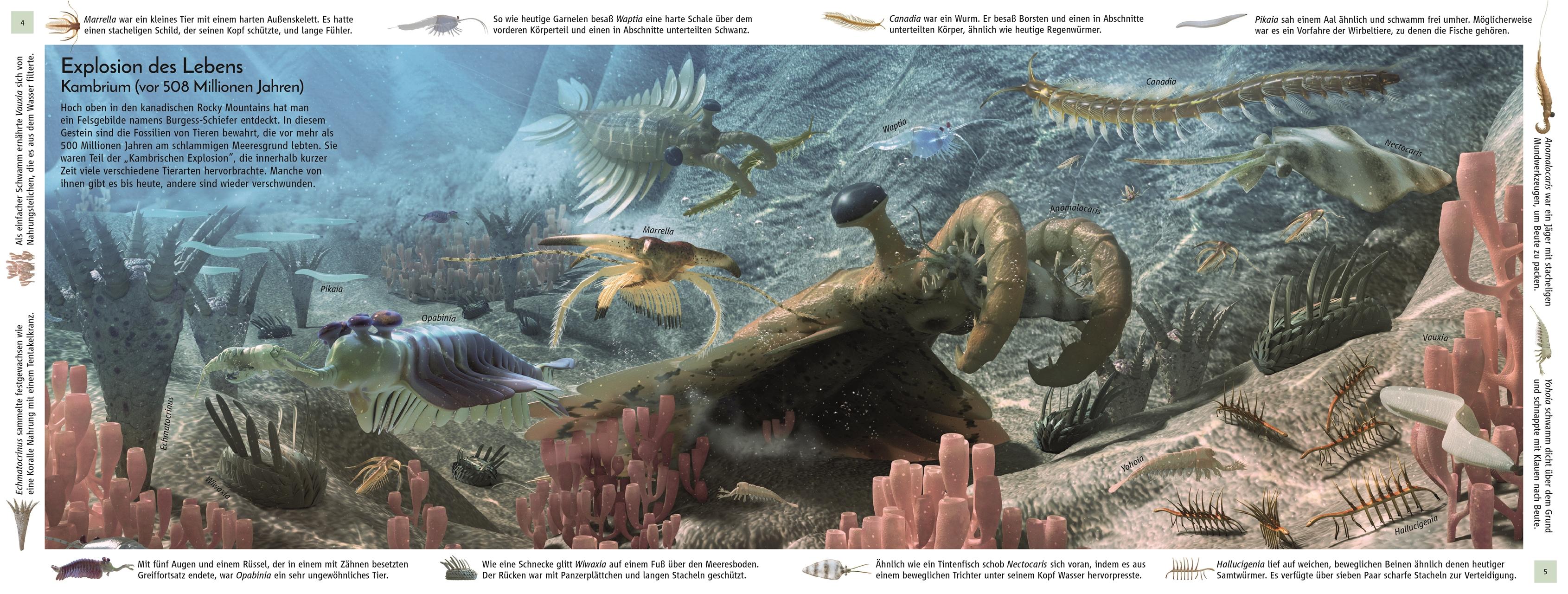 Beispielinhalt (Bild) Leben im Lauf der Zeit