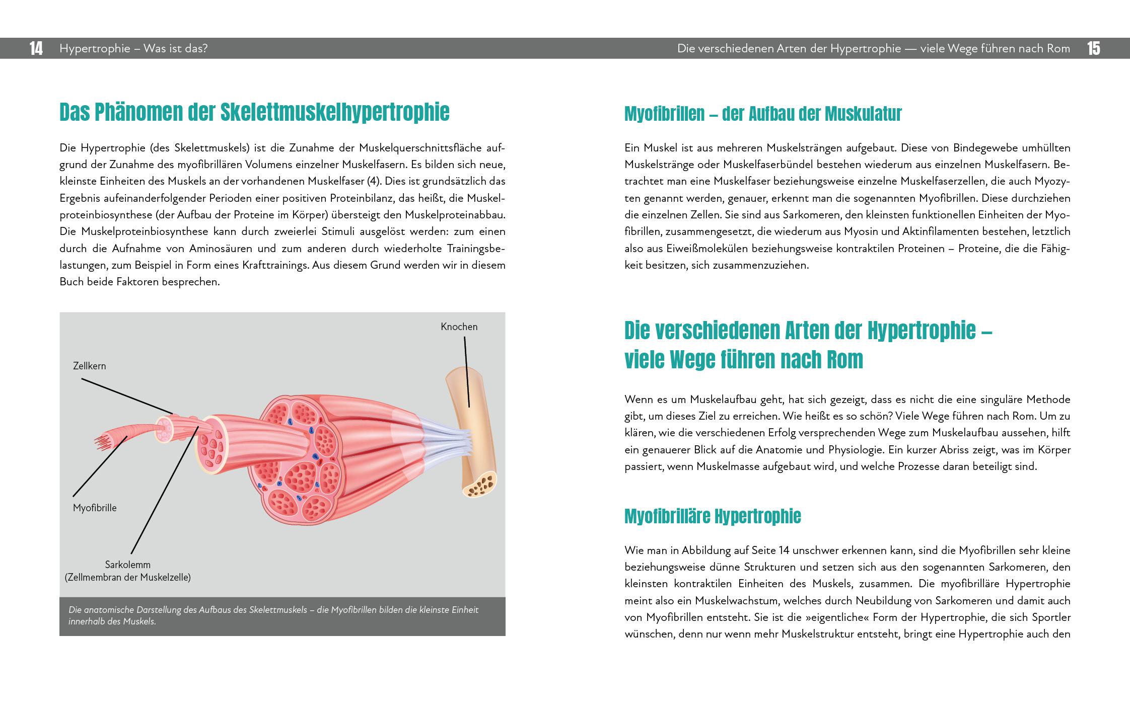 Beispielinhalt (Bild) Hypertrophietraining