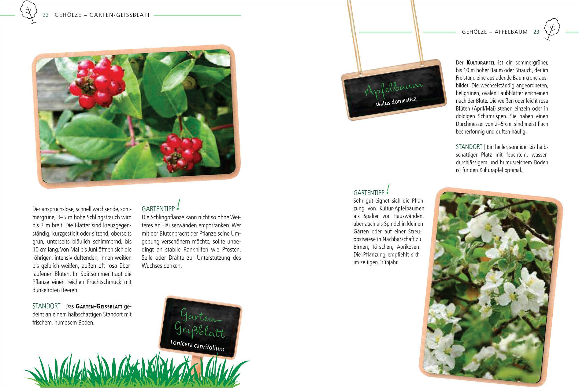 Beispielinhalt (Bild) Die 100 besten Pflanzen für Vögel, Bienen, Schmetterlinge