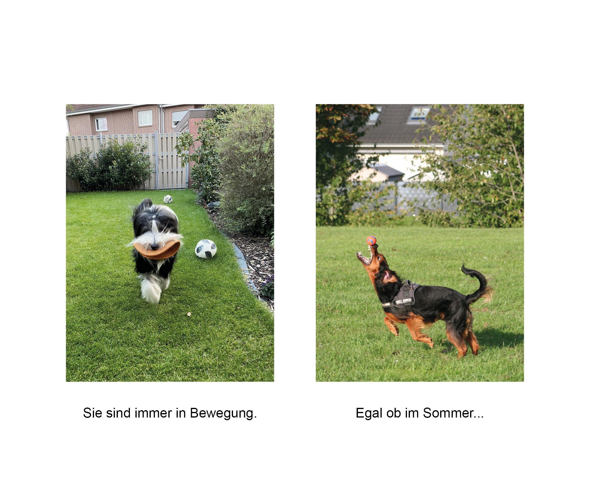 Beispielinhalt (Bild) Der herabschauende Hund