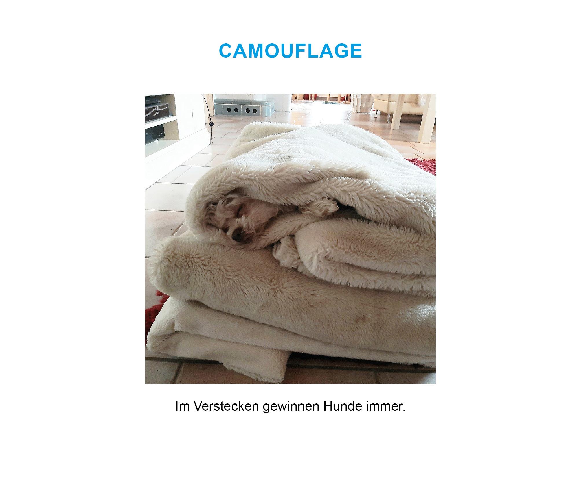 Beispielinhalt (Bild) Der herabschauende Hund