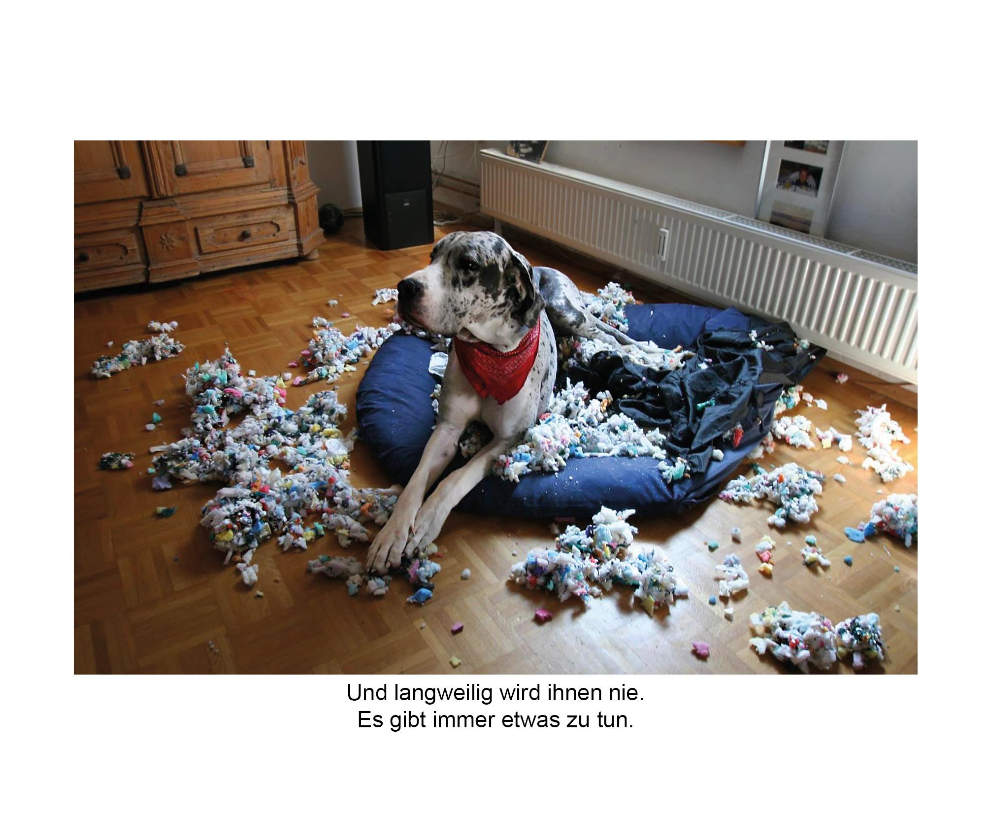 Beispielinhalt (Bild) Der herabschauende Hund
