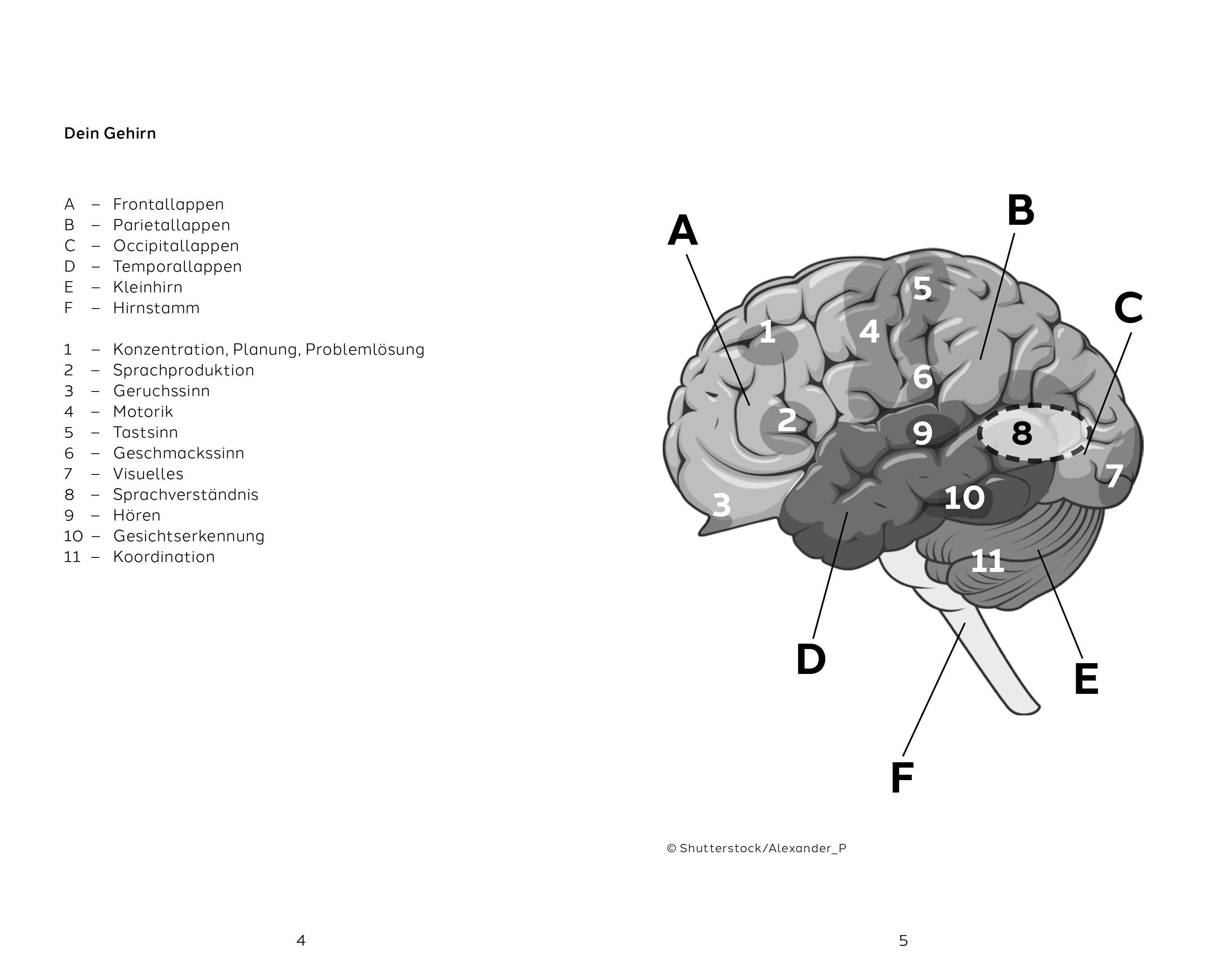 Beispielinhalt (Bild) Hirn to go