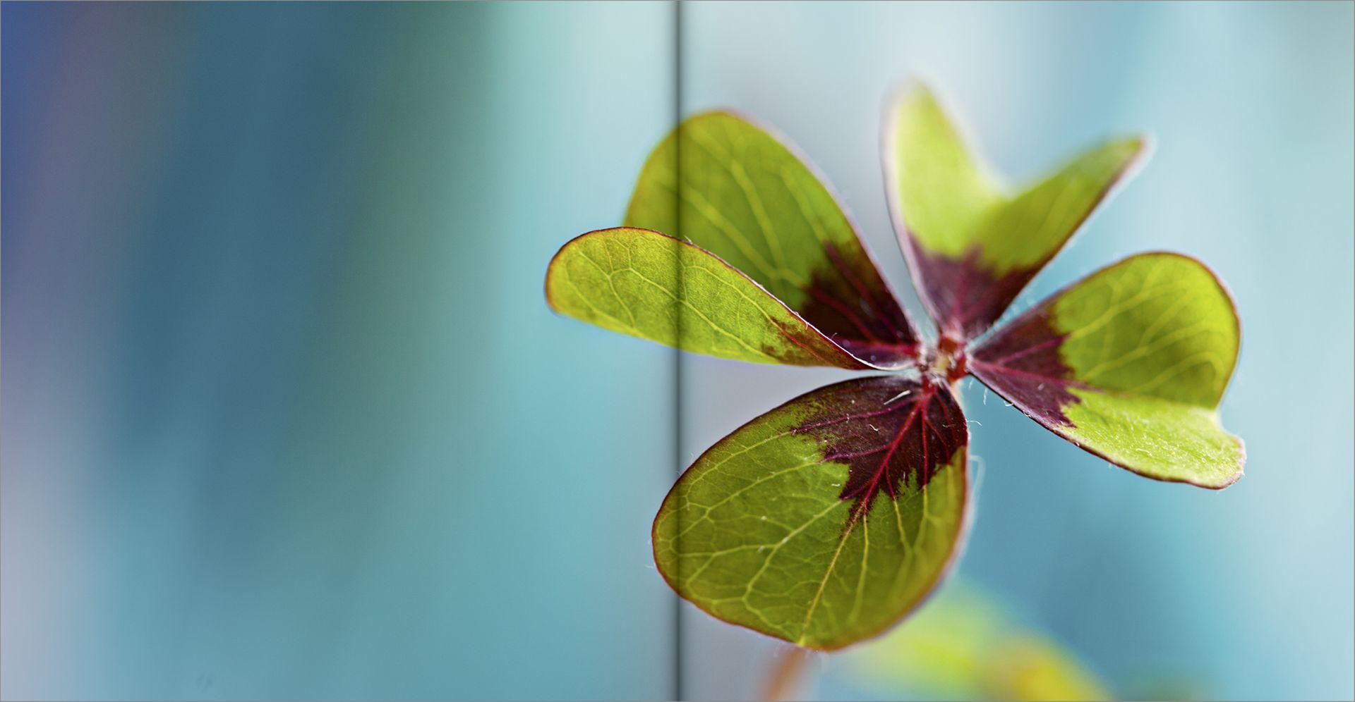 Beispielinhalt (Bild) Herzlichen Glückwunsch zum Geburtstag
