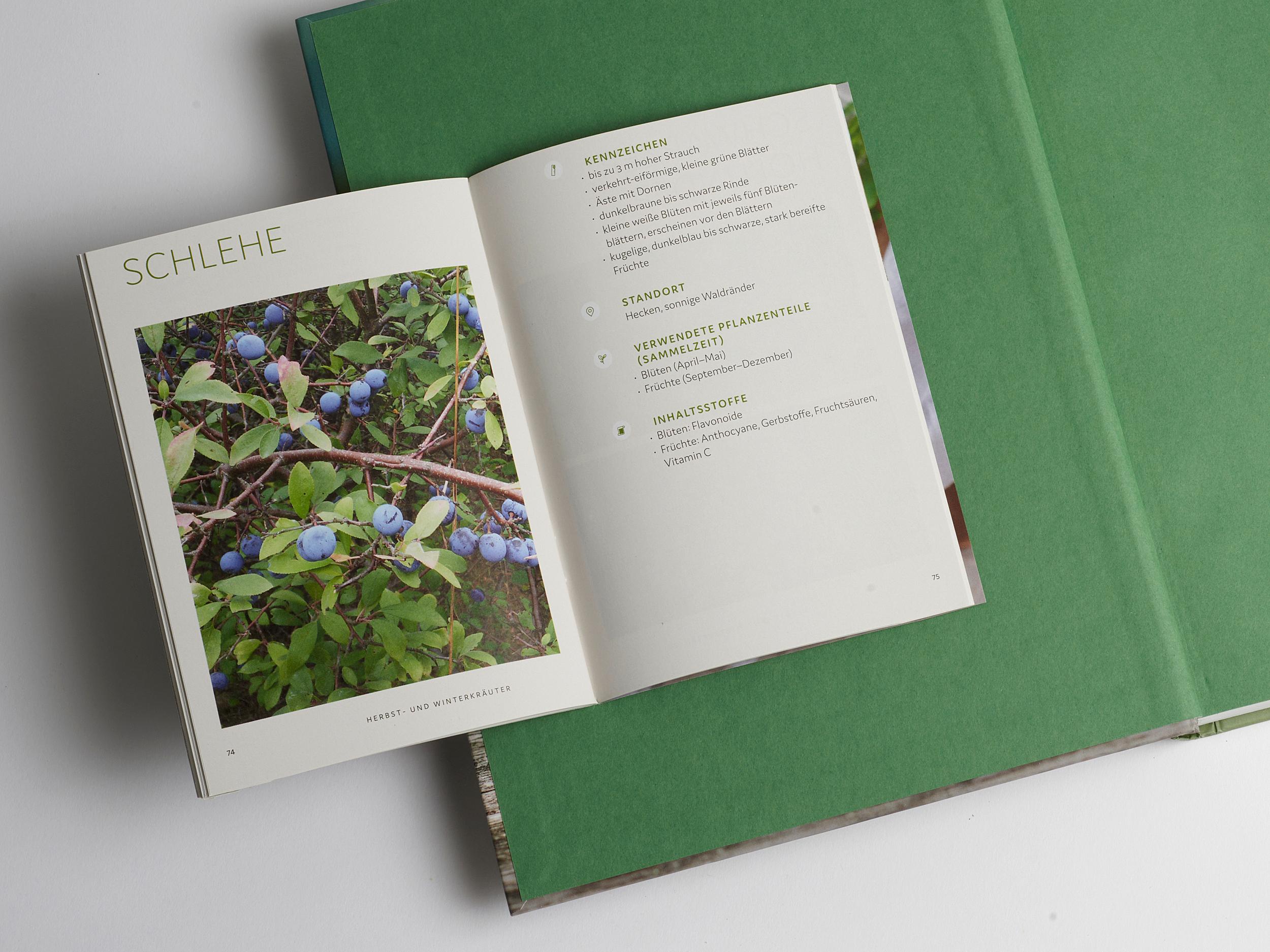 Beispielinhalt (Bild) Wildkräuter vor deiner Haustür - Silbermedaille GAD 2022 - Deutscher Kochbuchpreis (bronze)