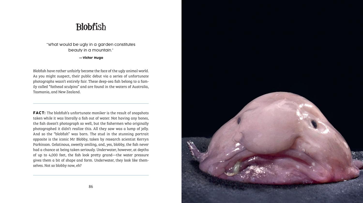 Beispielinhalt (Bild) Ugly-Cute