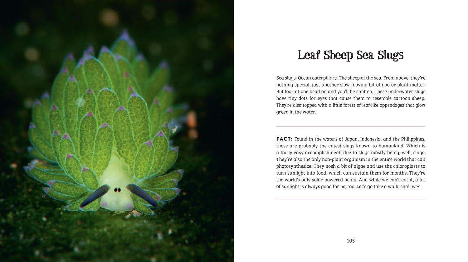 Beispielinhalt (Bild) Ugly-Cute