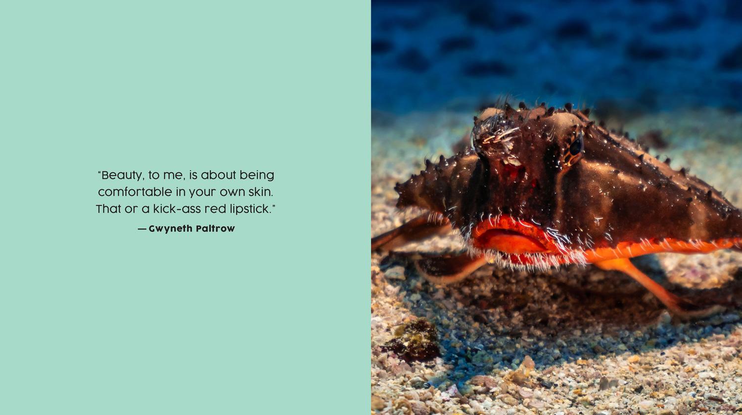 Beispielinhalt (Bild) Ugly-Cute