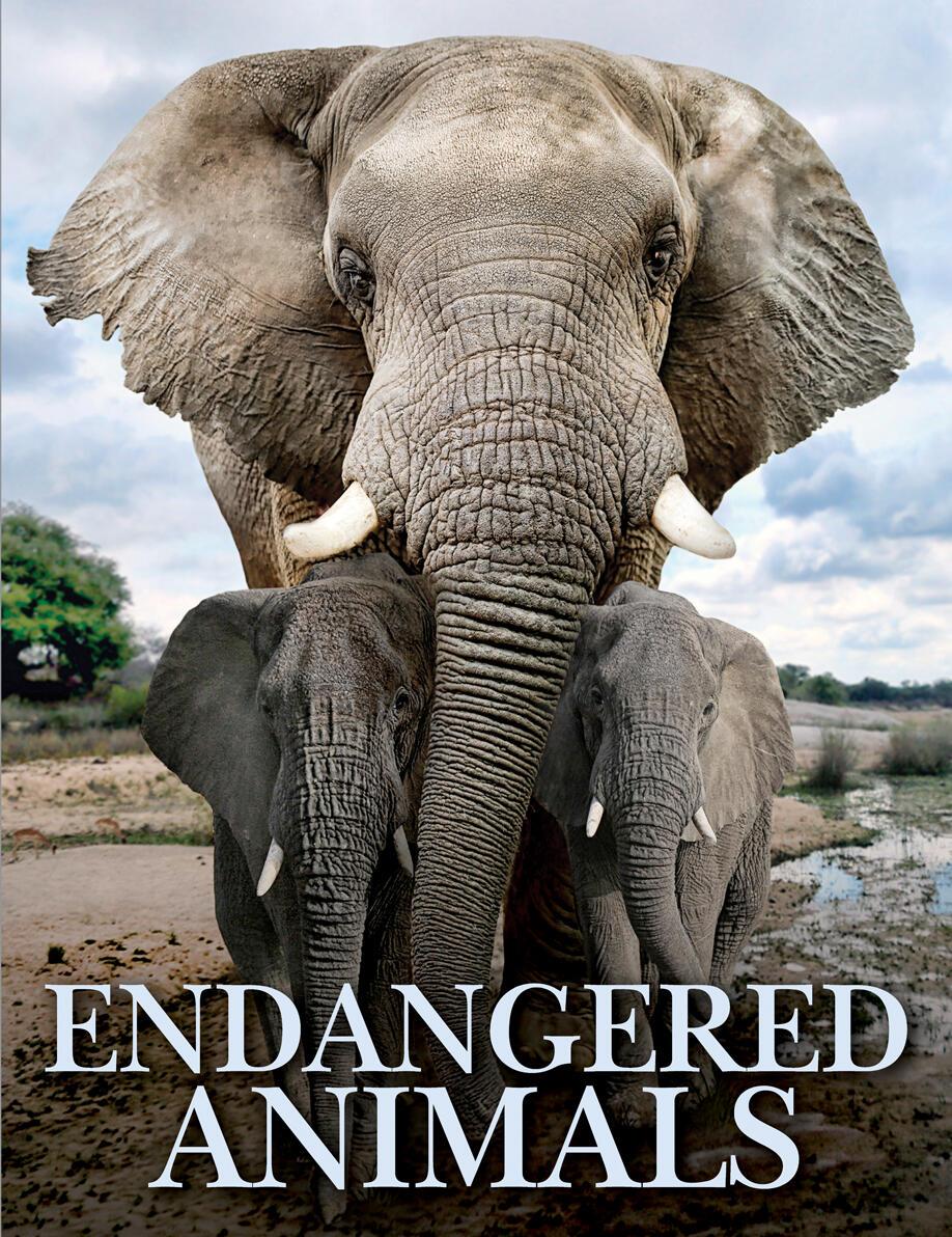 Vorderes Coverbild Endangered Animals