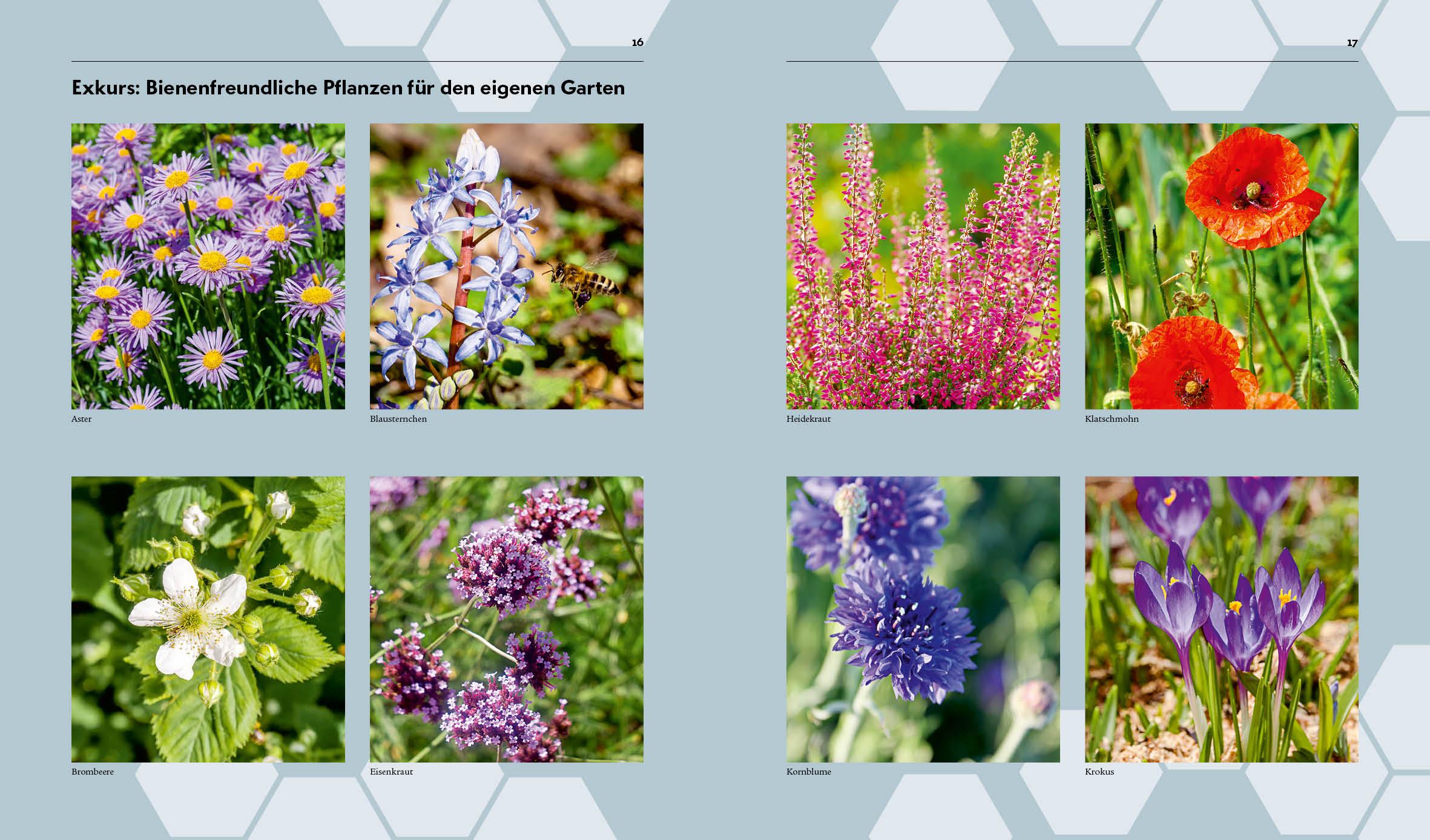 Beispielinhalt (Bild) Imkern - Bienenhaltung für Einsteiger