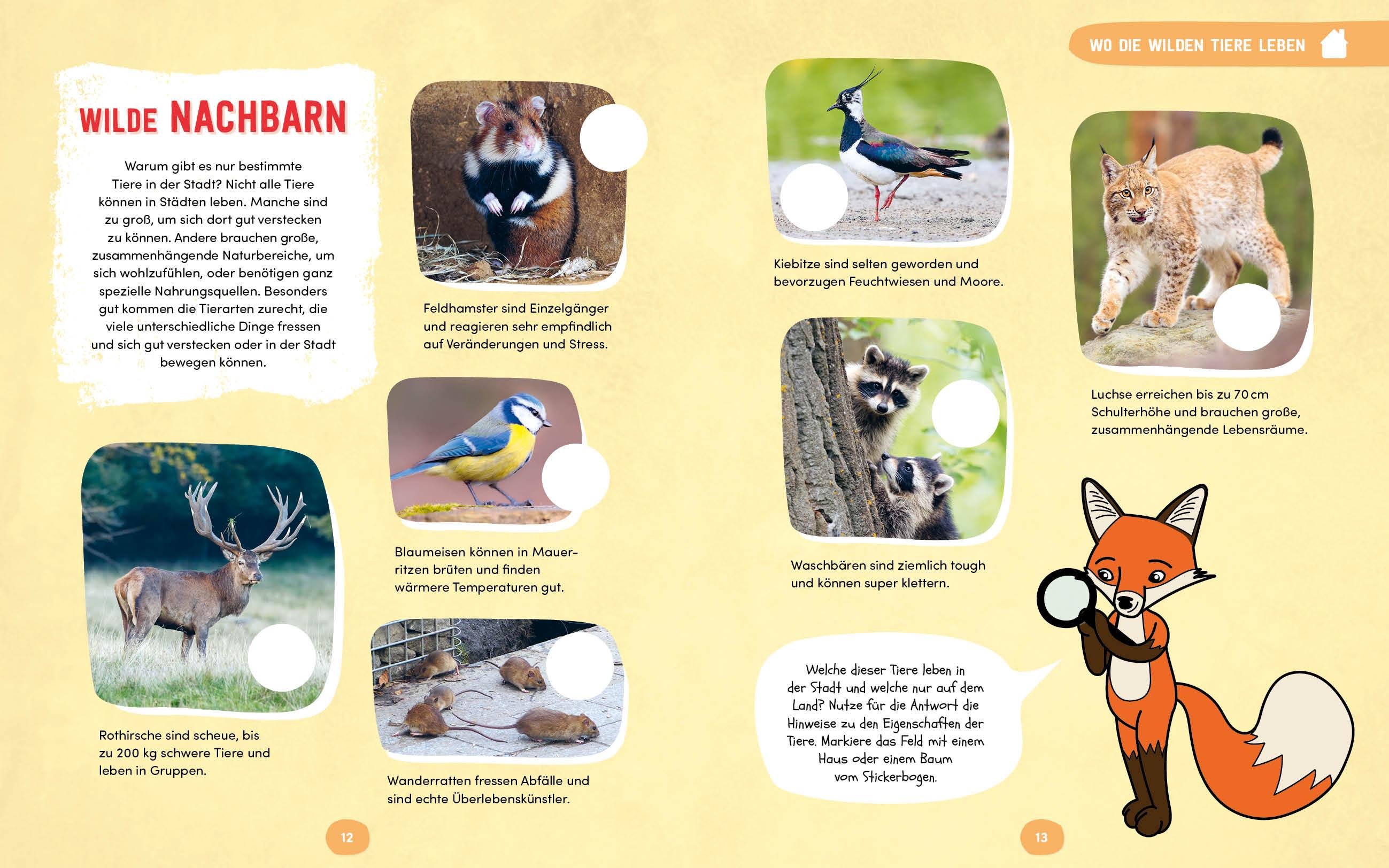 Beispielinhalt (Bild) Wilde Tiere in der Stadt - Das Natur-Mitmachbuch