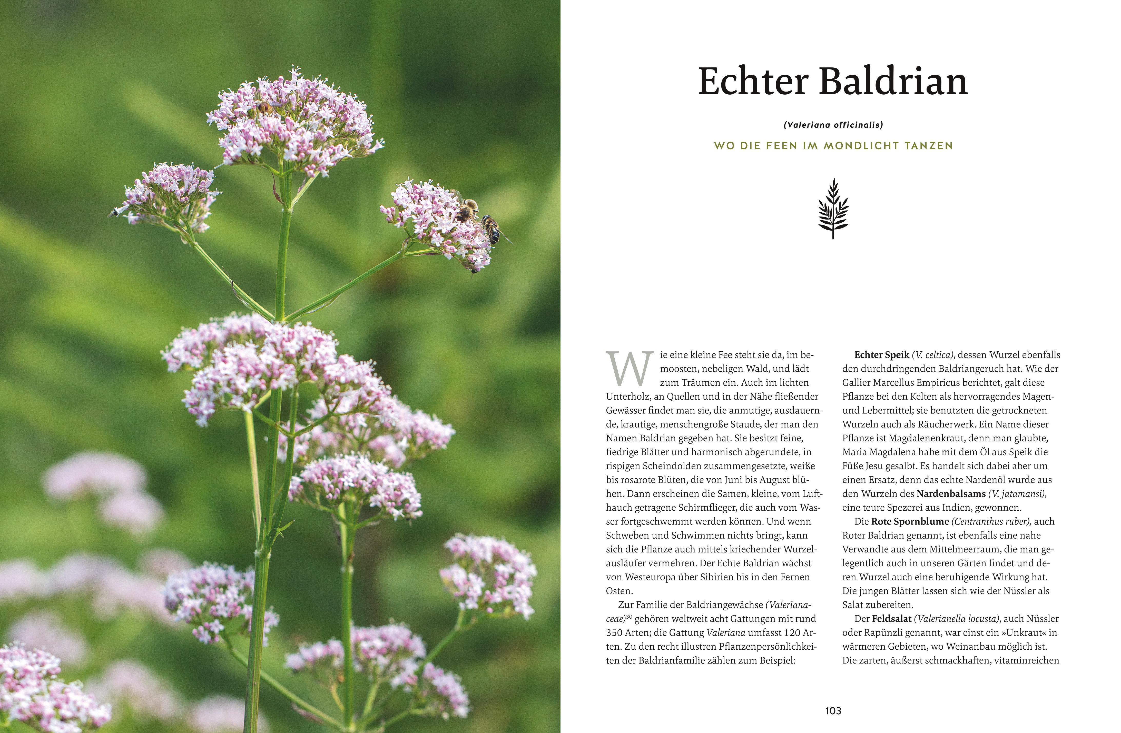 Beispielinhalt (Bild) Meine Kräuter des Waldes