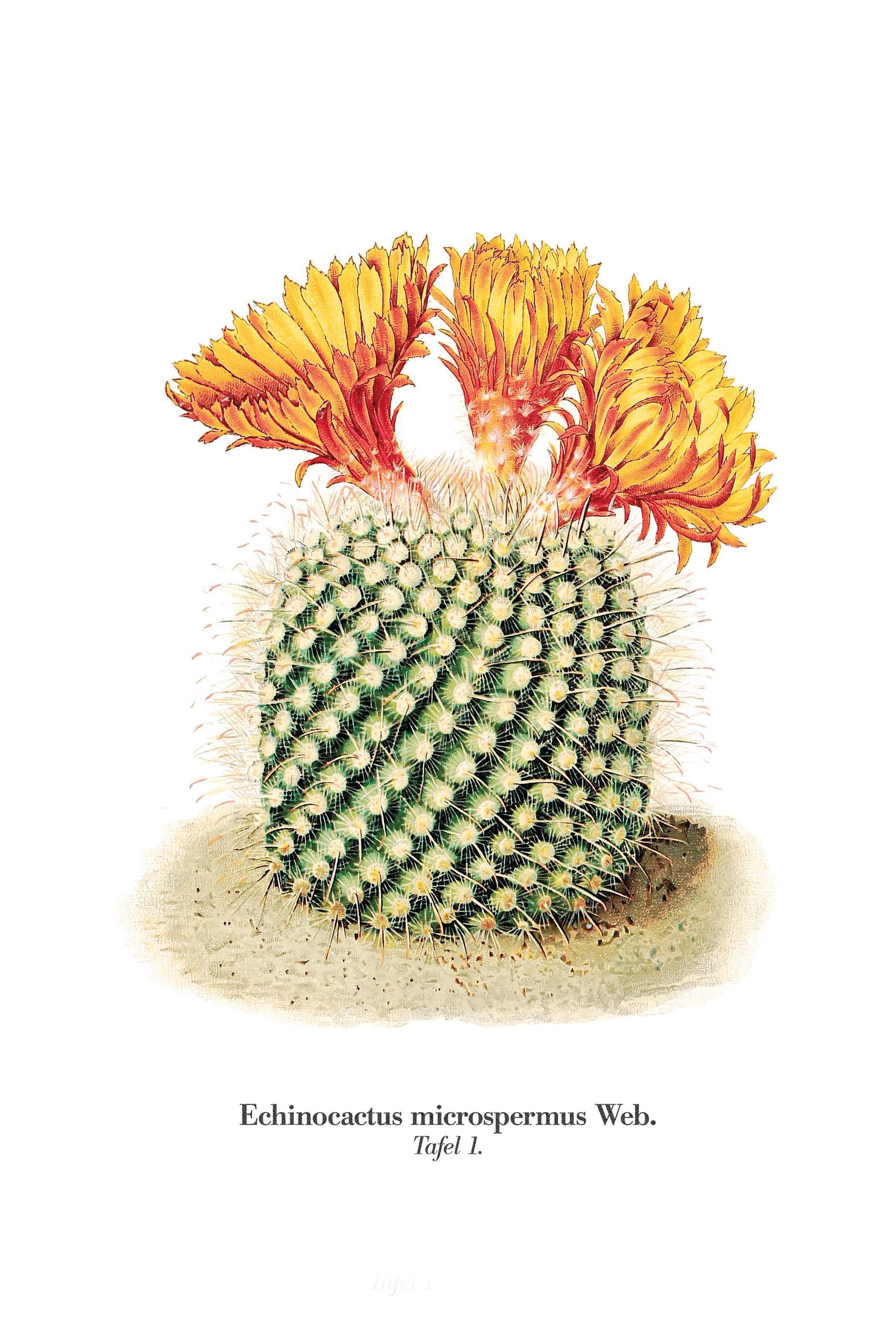 Beispielinhalt (Bild) Blühende Kakteen