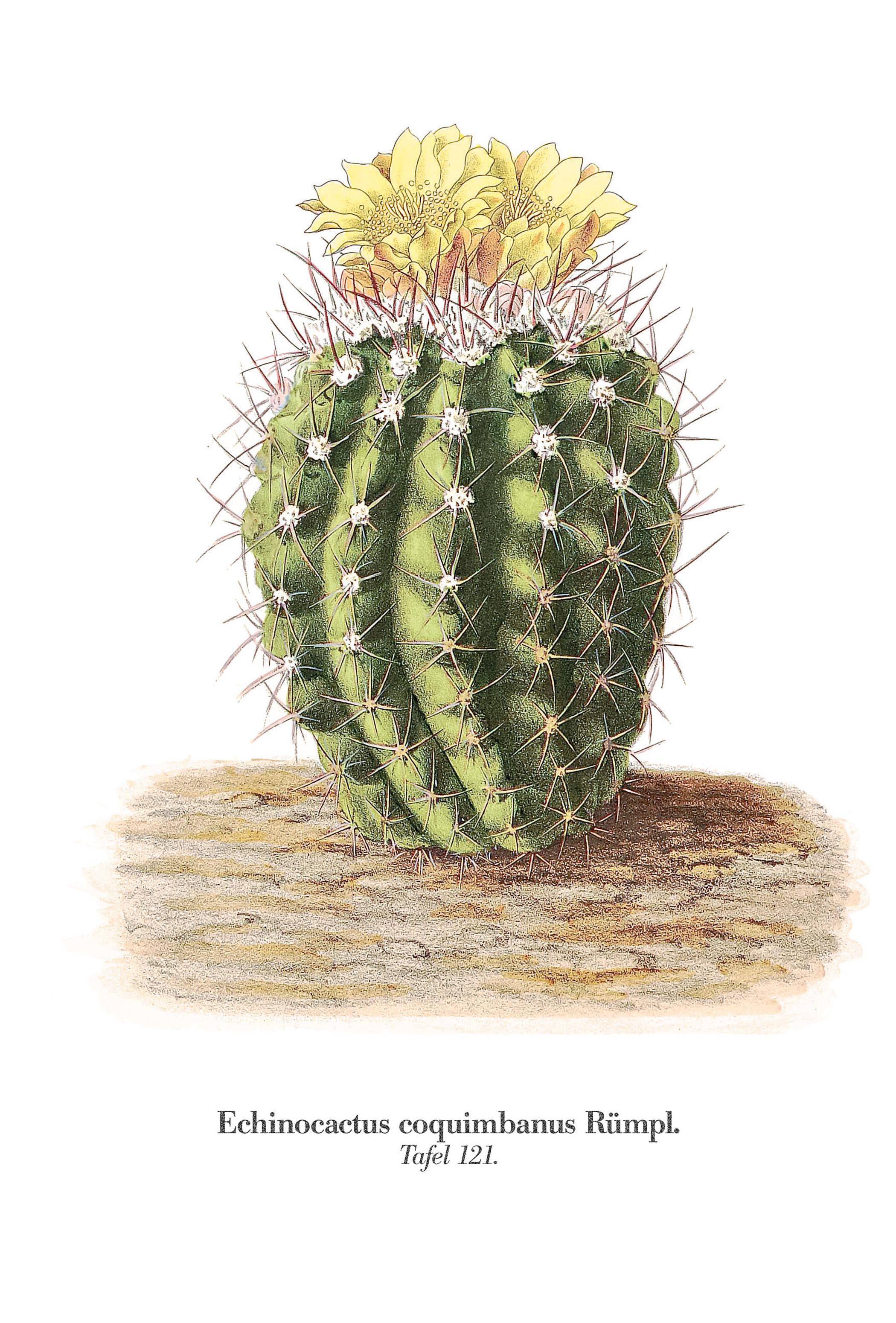 Beispielinhalt (Bild) Blühende Kakteen