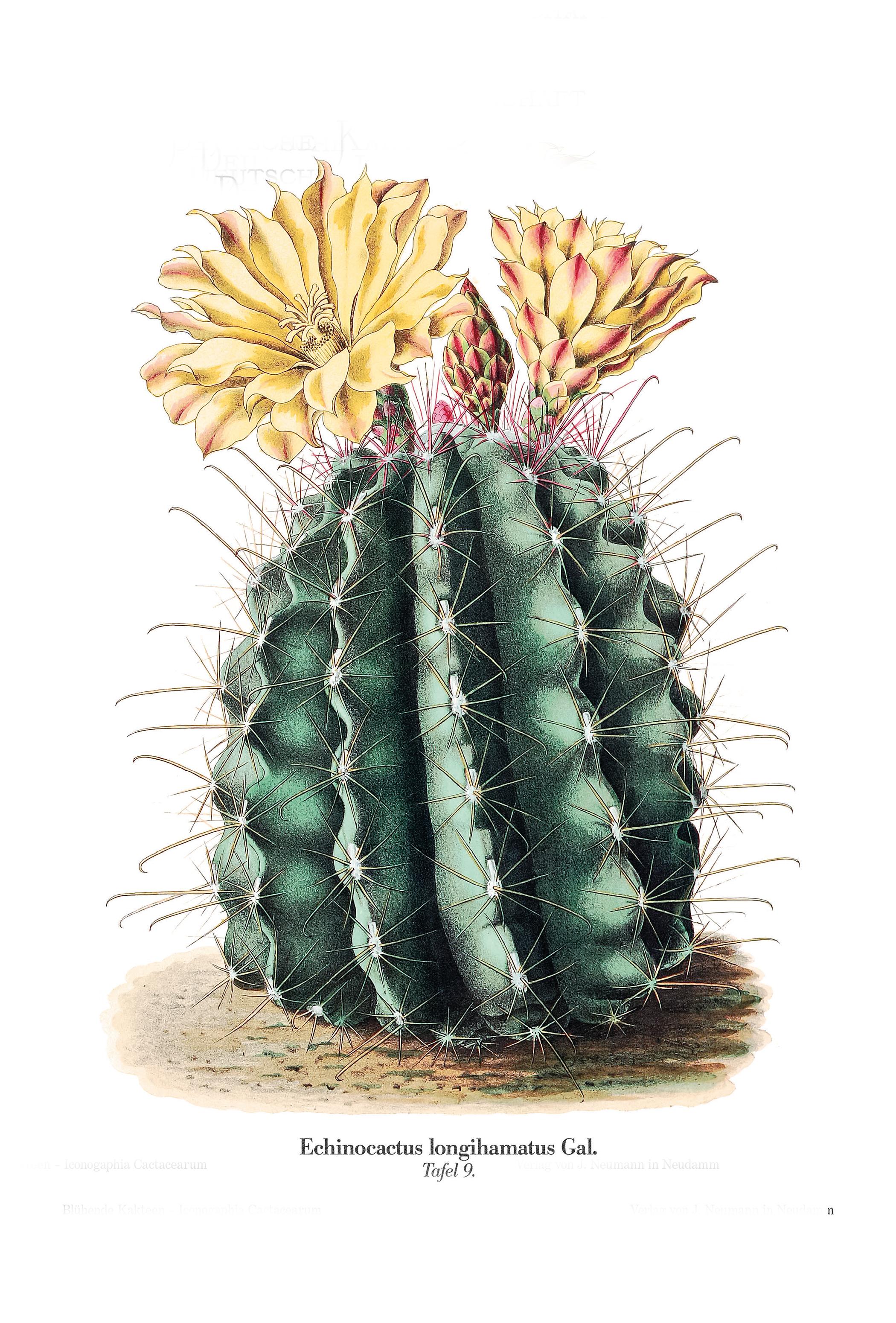 Beispielinhalt (Bild) Blühende Kakteen