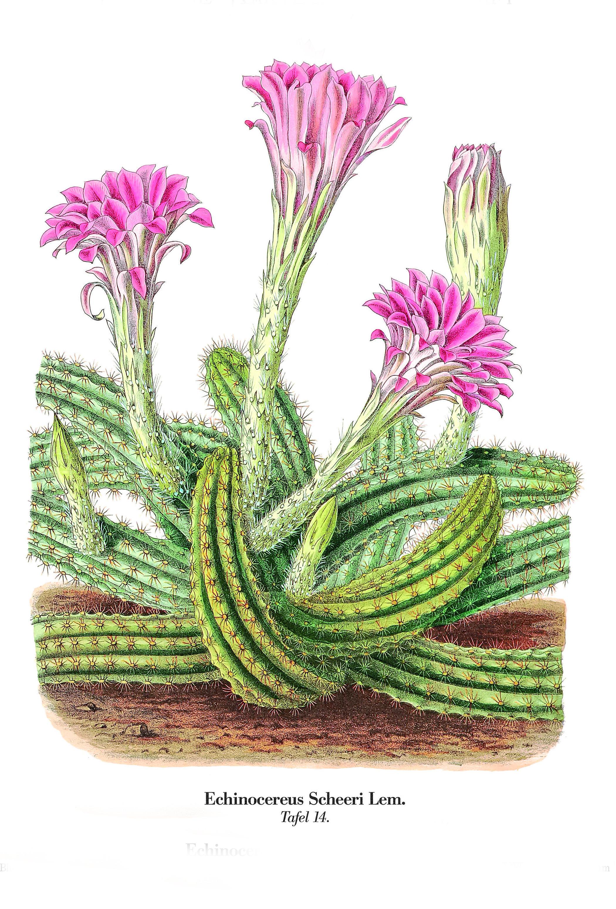 Beispielinhalt (Bild) Blühende Kakteen