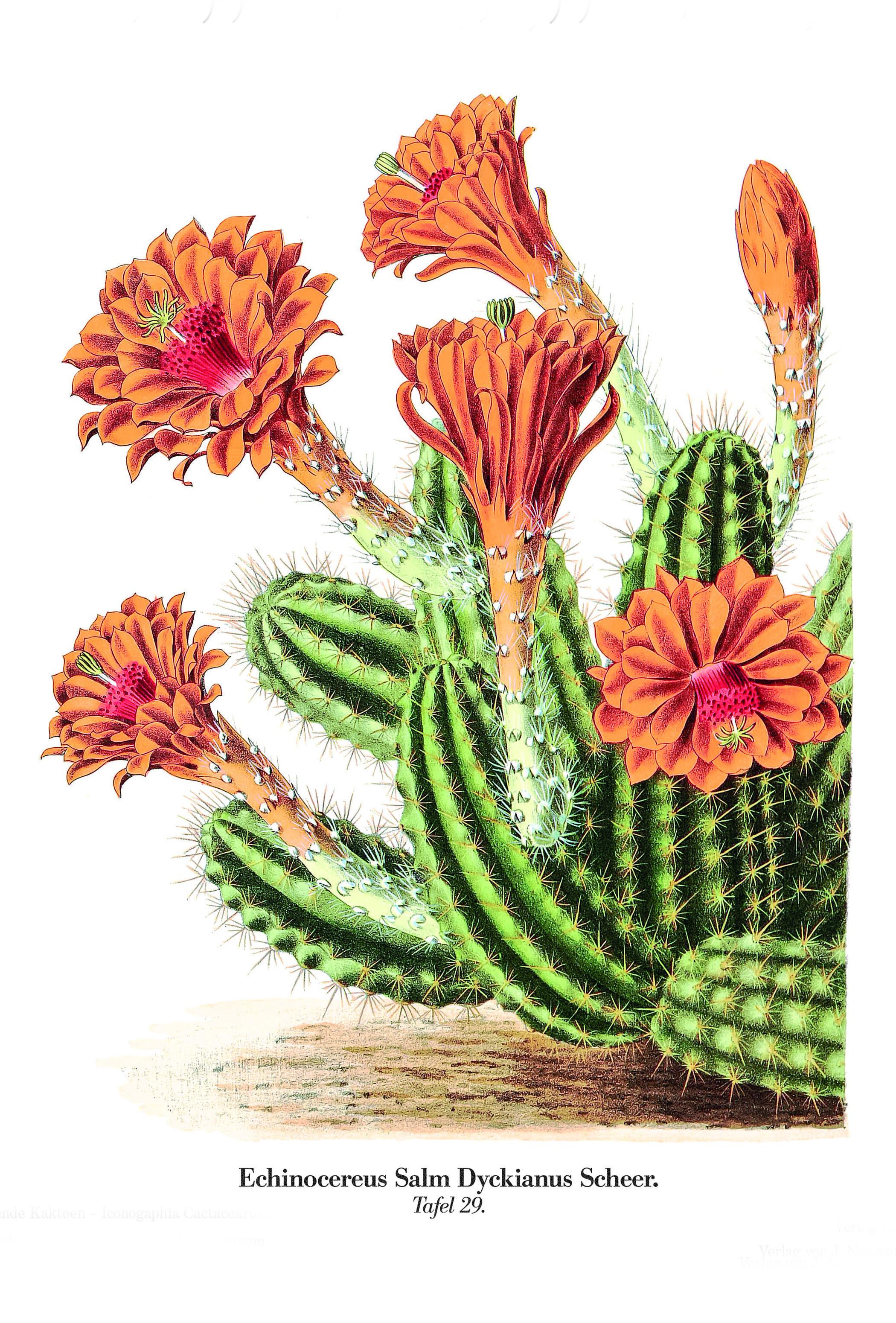 Beispielinhalt (Bild) Blühende Kakteen