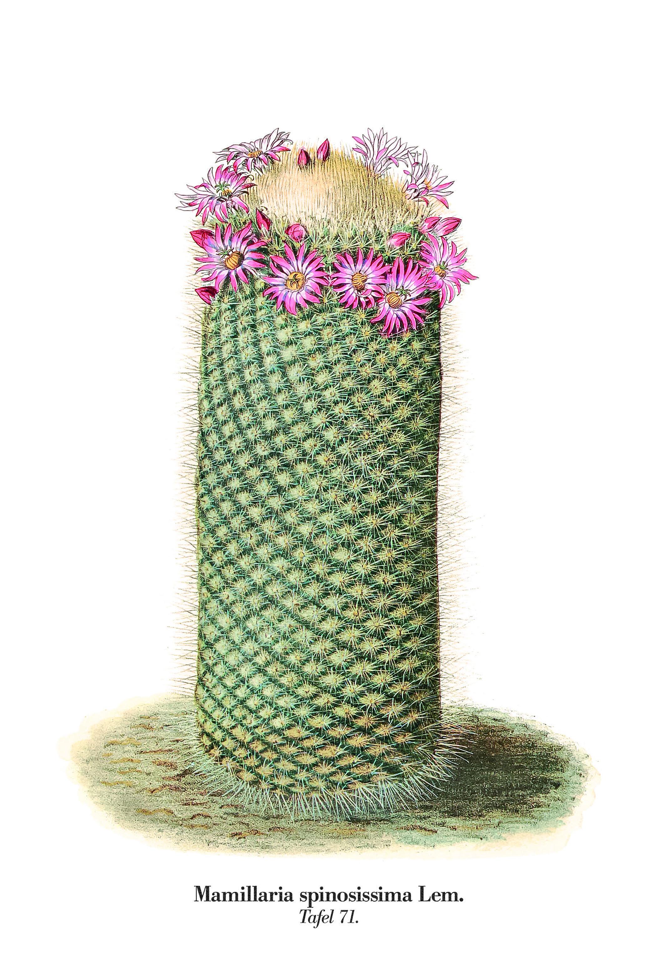 Beispielinhalt (Bild) Blühende Kakteen