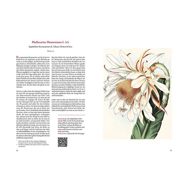 Beispielinhalt (Bild) Blühende Kakteen