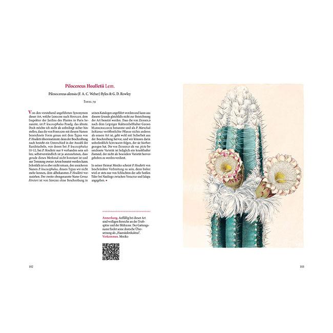 Beispielinhalt (Bild) Blühende Kakteen