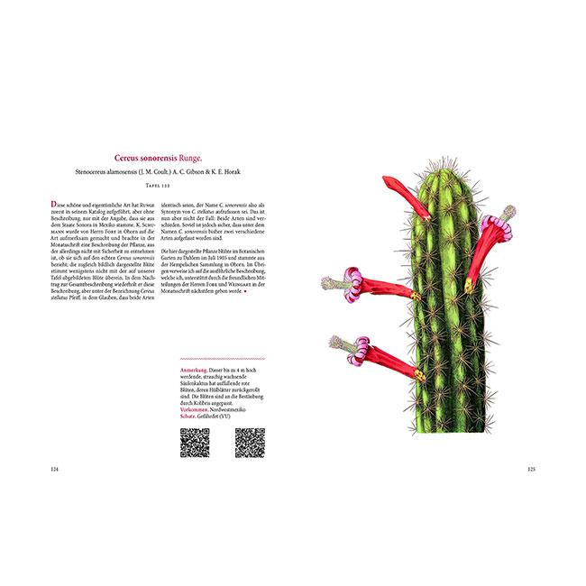 Beispielinhalt (Bild) Blühende Kakteen