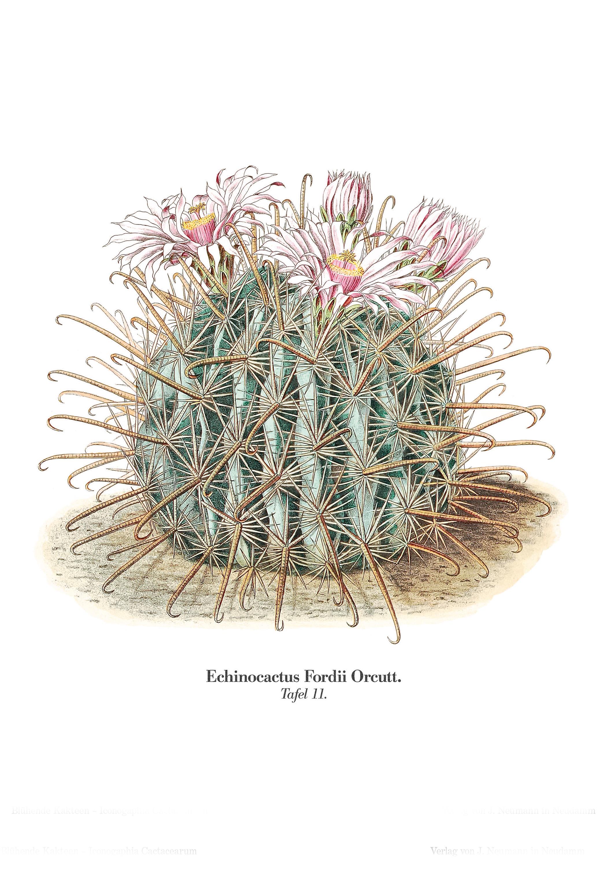 Beispielinhalt (Bild) Blühende Kakteen