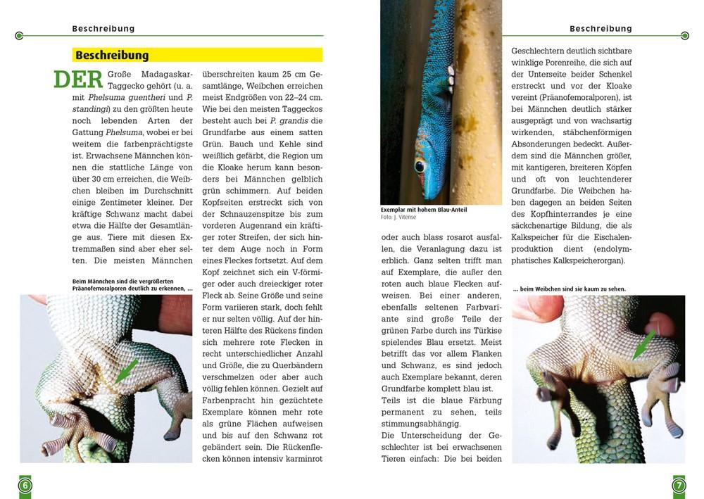 Beispielinhalt (Bild) Der Große Madagaskar-Taggecko