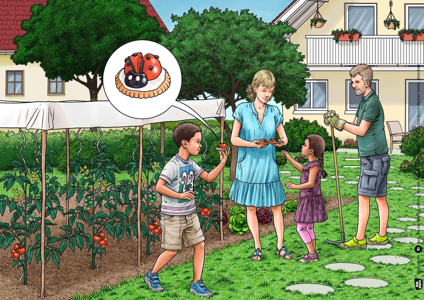 Beispielinhalt (Bild) Wo der Ketchup wächst. Wie die Tomate keimt und reift. Kamishibai Bildkartenset