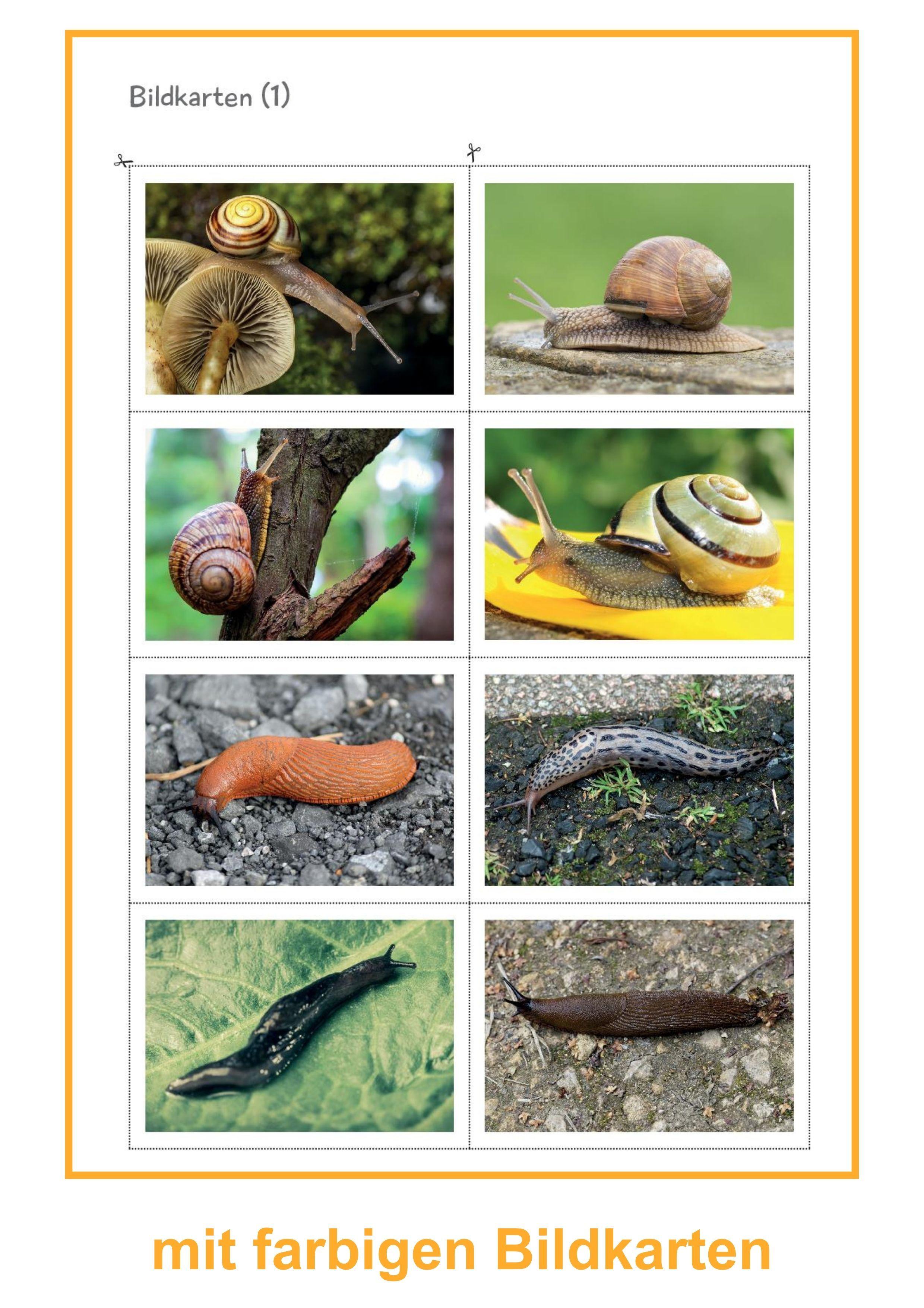 Beispielinhalt (Bild) Schnecken