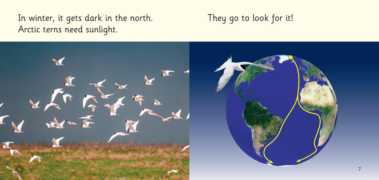 Beispielinhalt (Bild) Terrific Arctic Terns