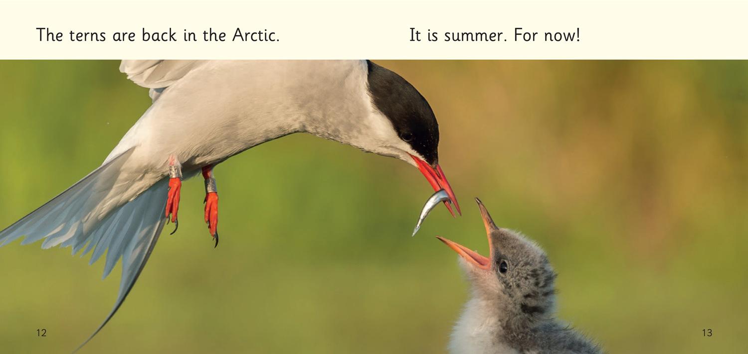 Beispielinhalt (Bild) Terrific Arctic Terns