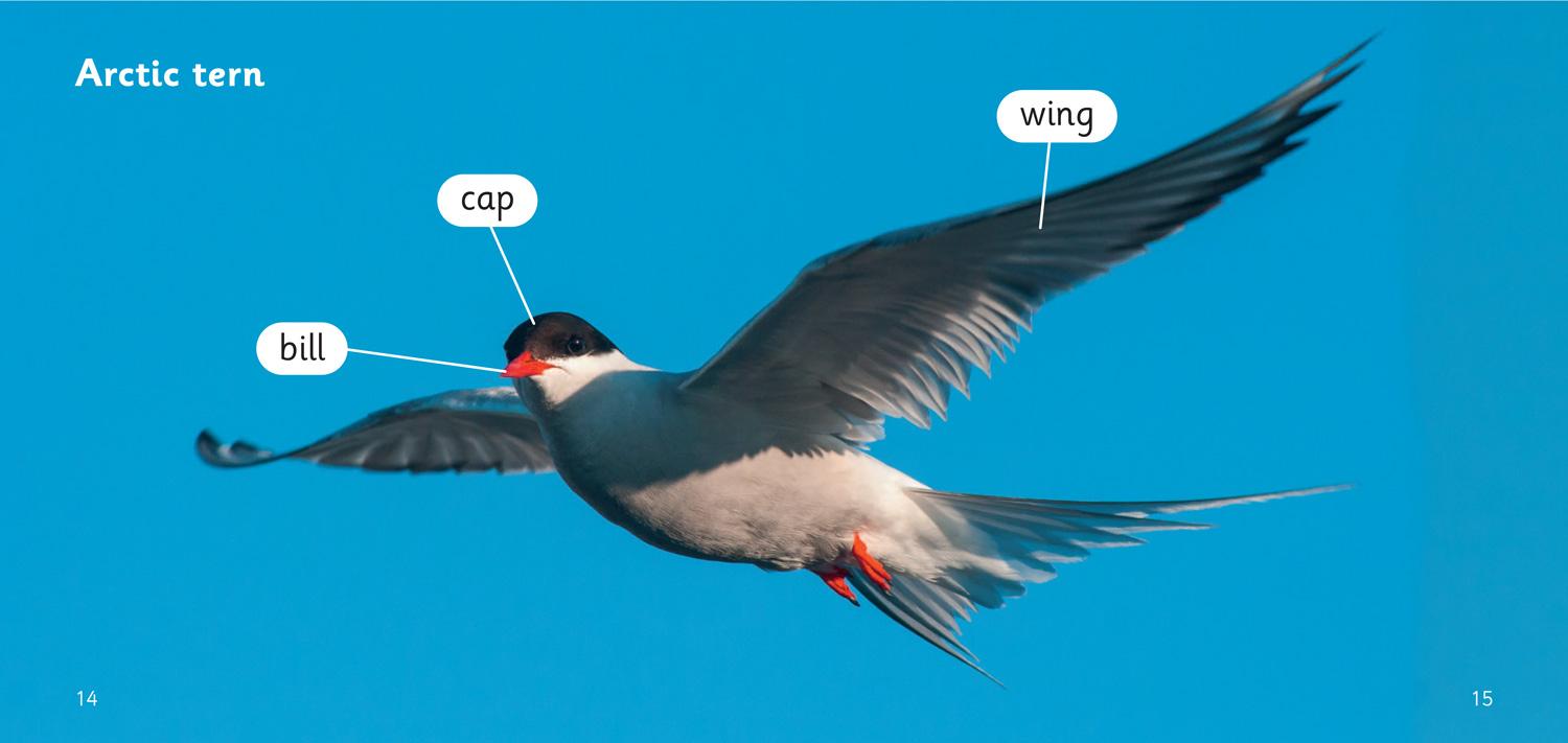 Beispielinhalt (Bild) Terrific Arctic Terns