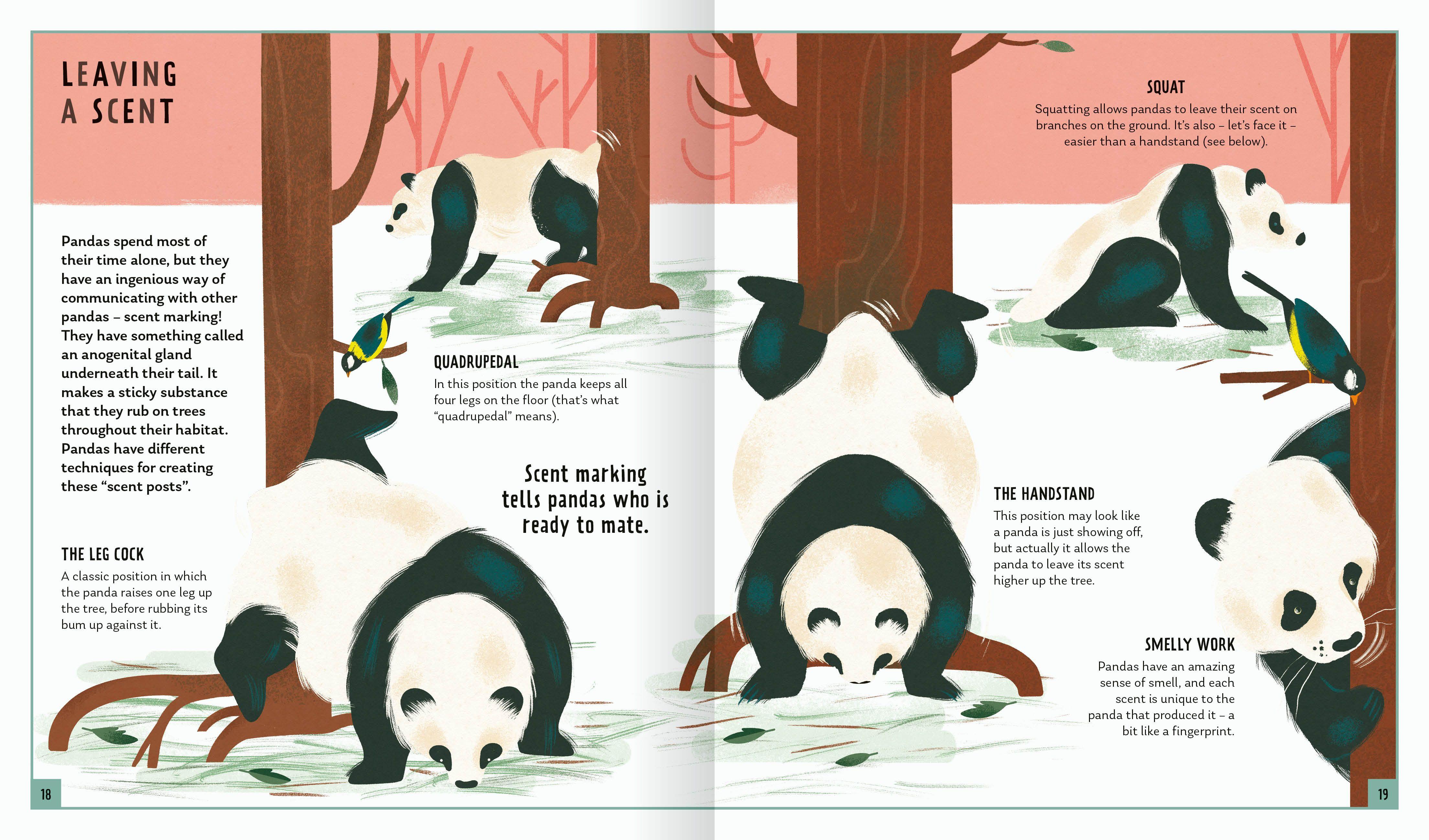 Beispielinhalt (Bild) Giant Panda (Young Zoologist)