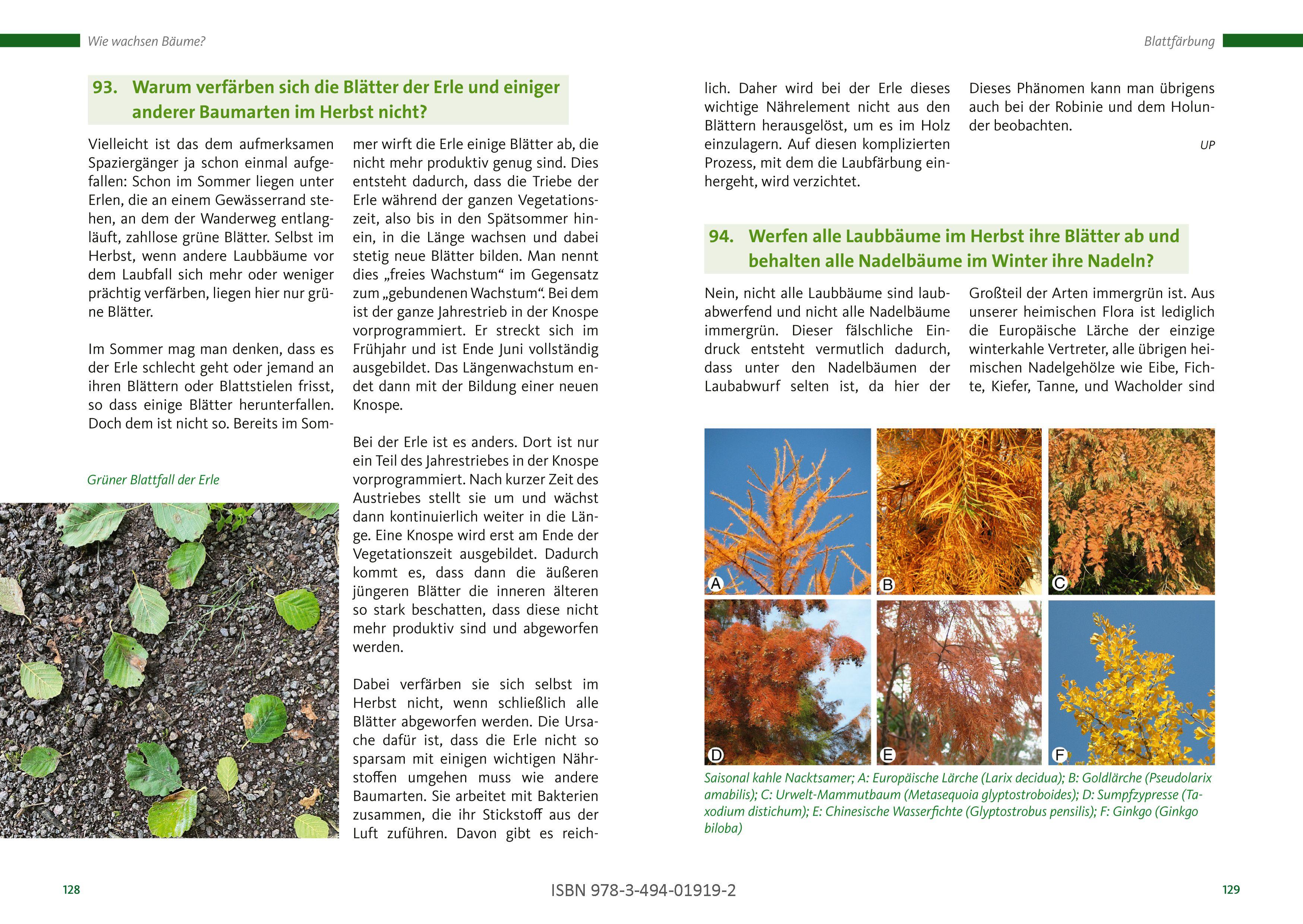 Beispielinhalt (Bild) Bäume: Was Sie schon immer fragen wollten