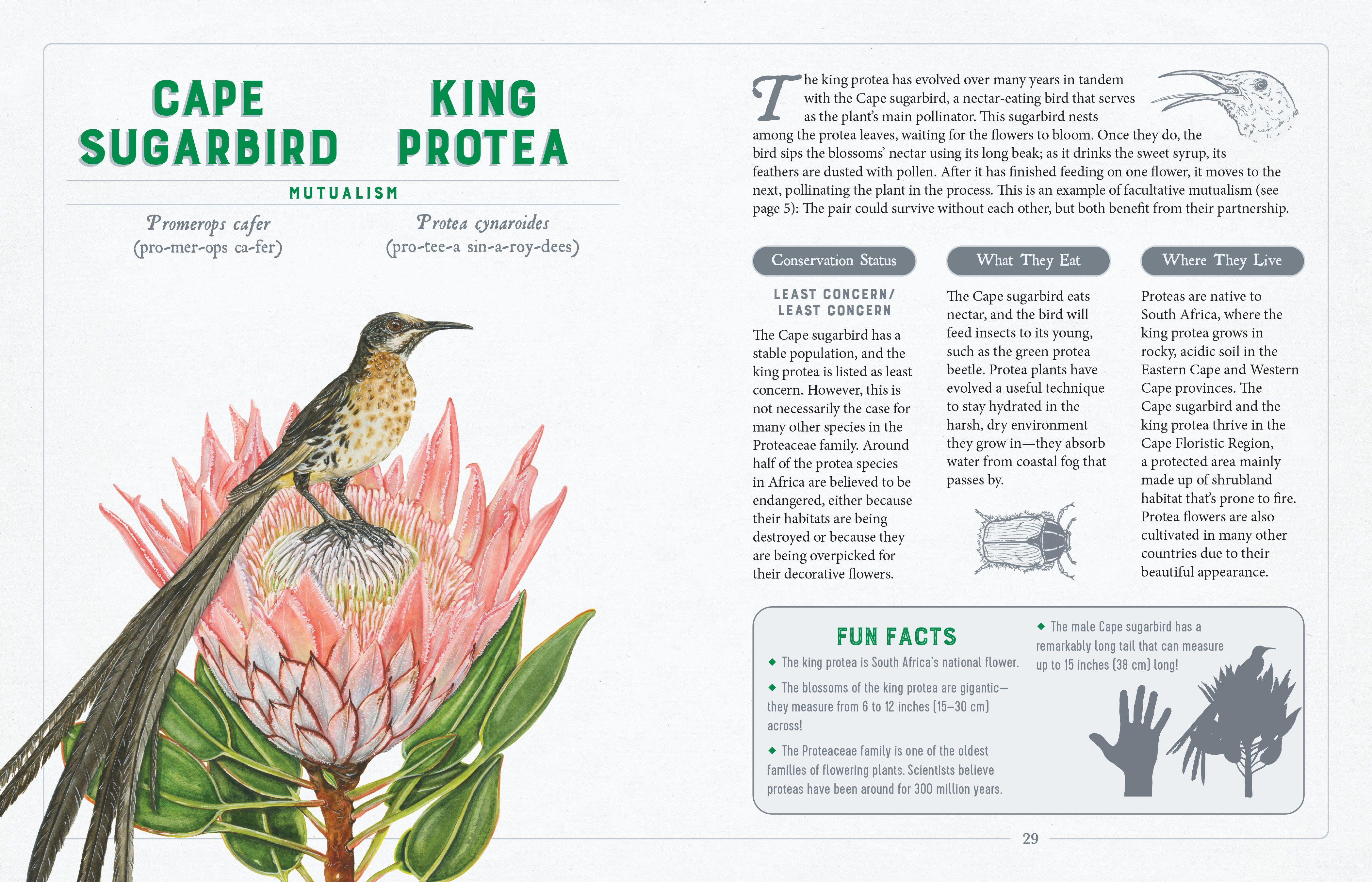 Beispielinhalt (Bild) A Curious Collection of Wild Companions