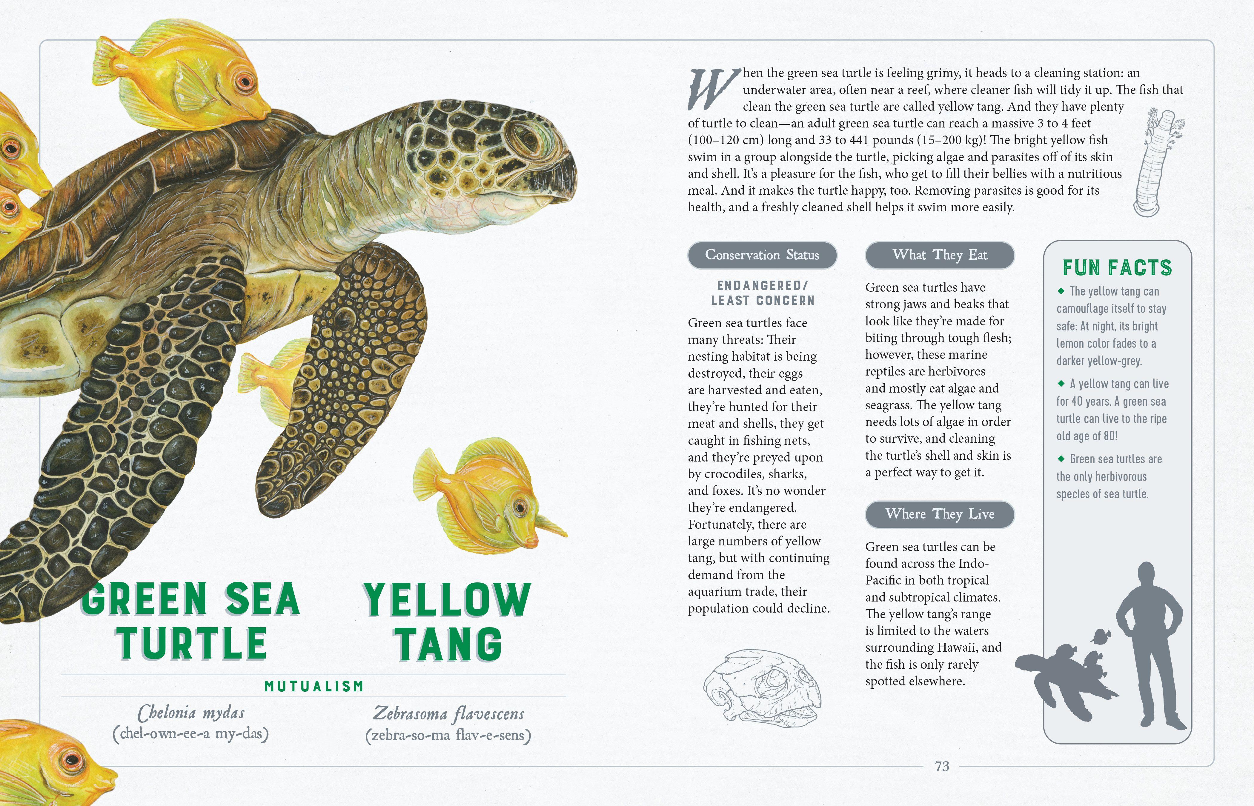 Beispielinhalt (Bild) A Curious Collection of Wild Companions