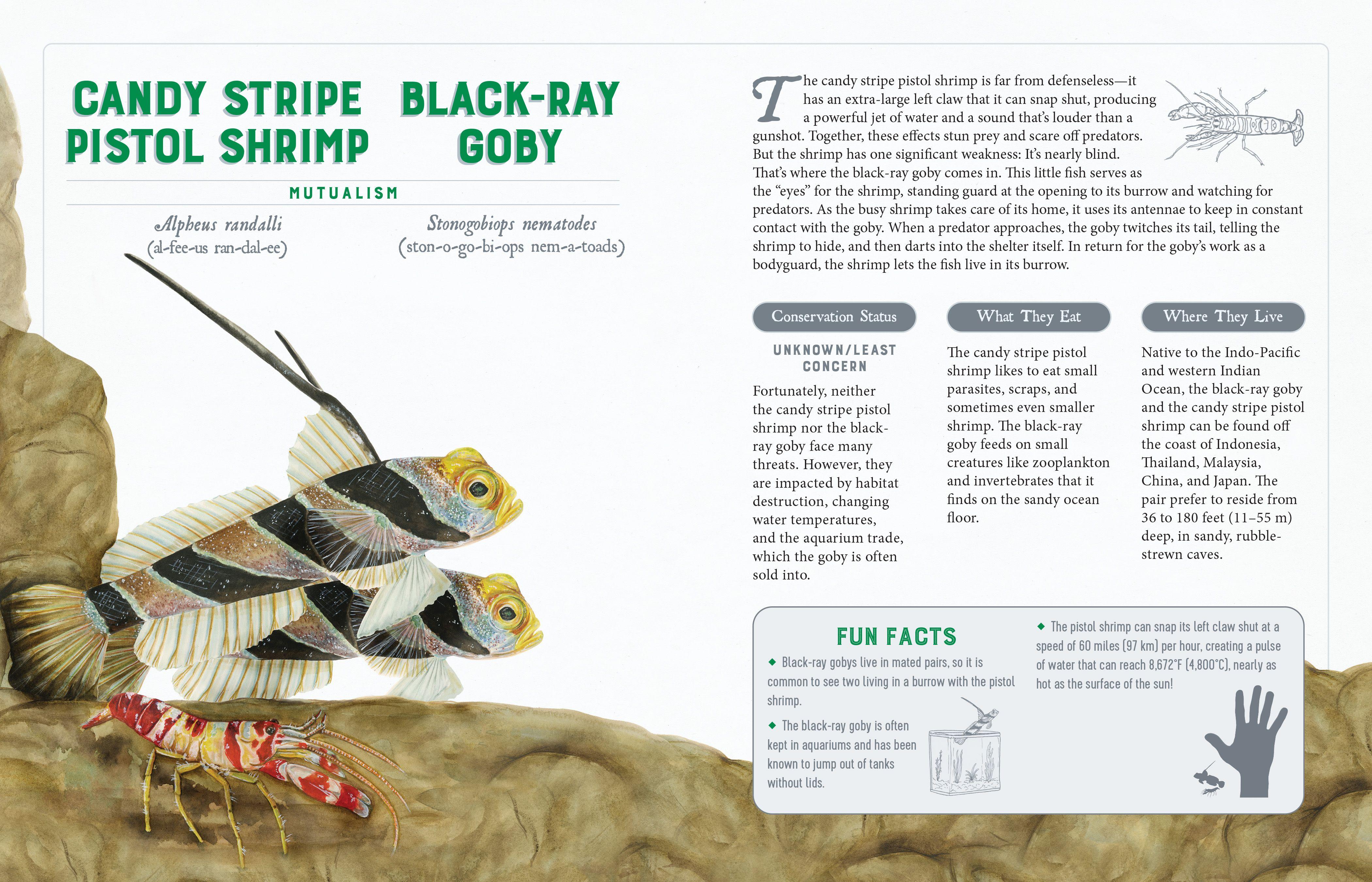 Beispielinhalt (Bild) A Curious Collection of Wild Companions