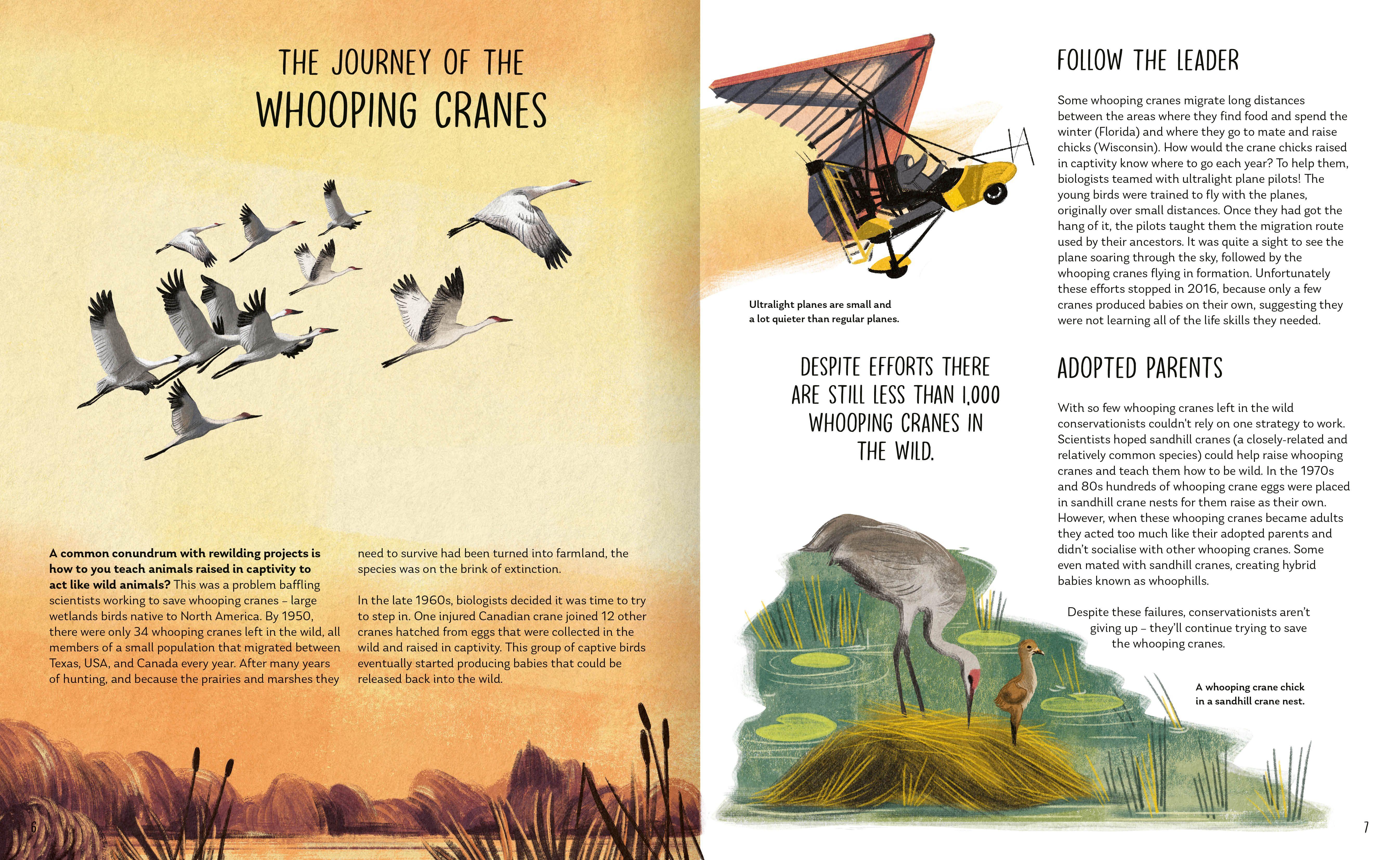 Beispielinhalt (Bild) Rewilding