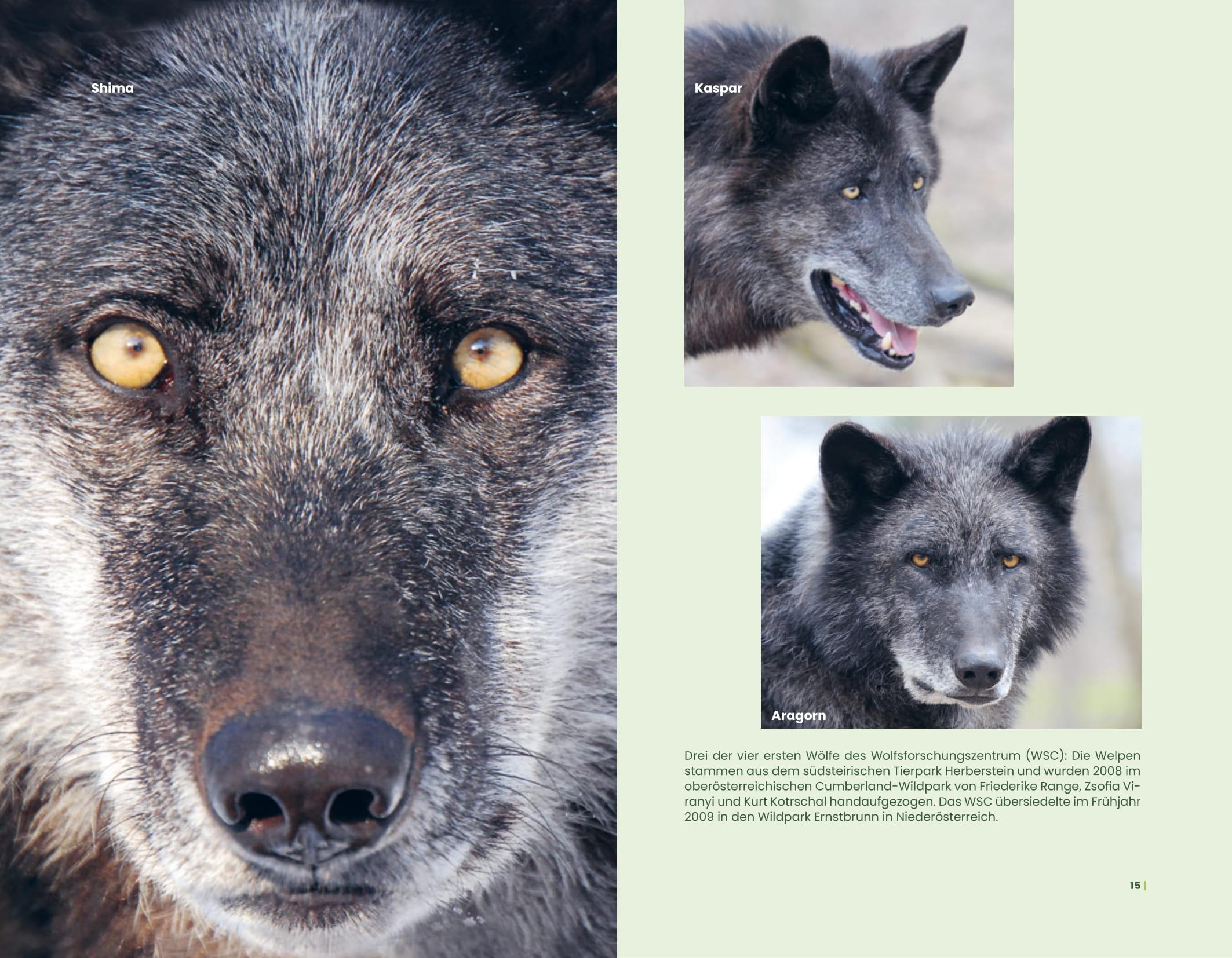 Beispielinhalt (Bild) Der Wolf und wir