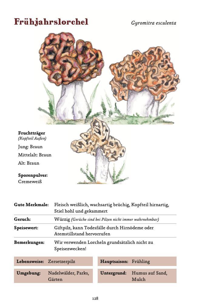 Beispielinhalt (Bild) Die häufigsten Pilze der deutschen Mittelgebirge leicht bestimmen
