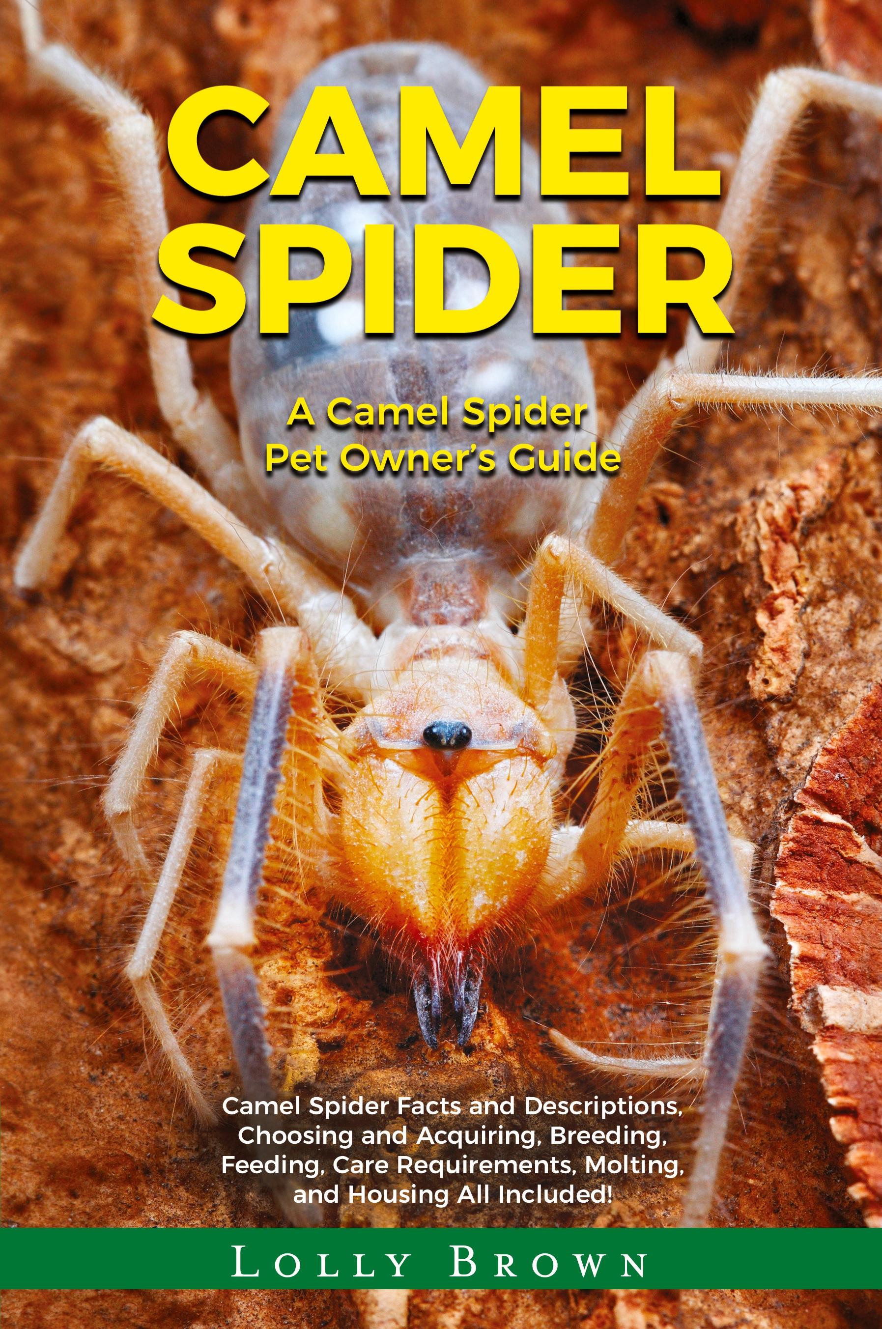 Vorderes Coverbild Camel Spider