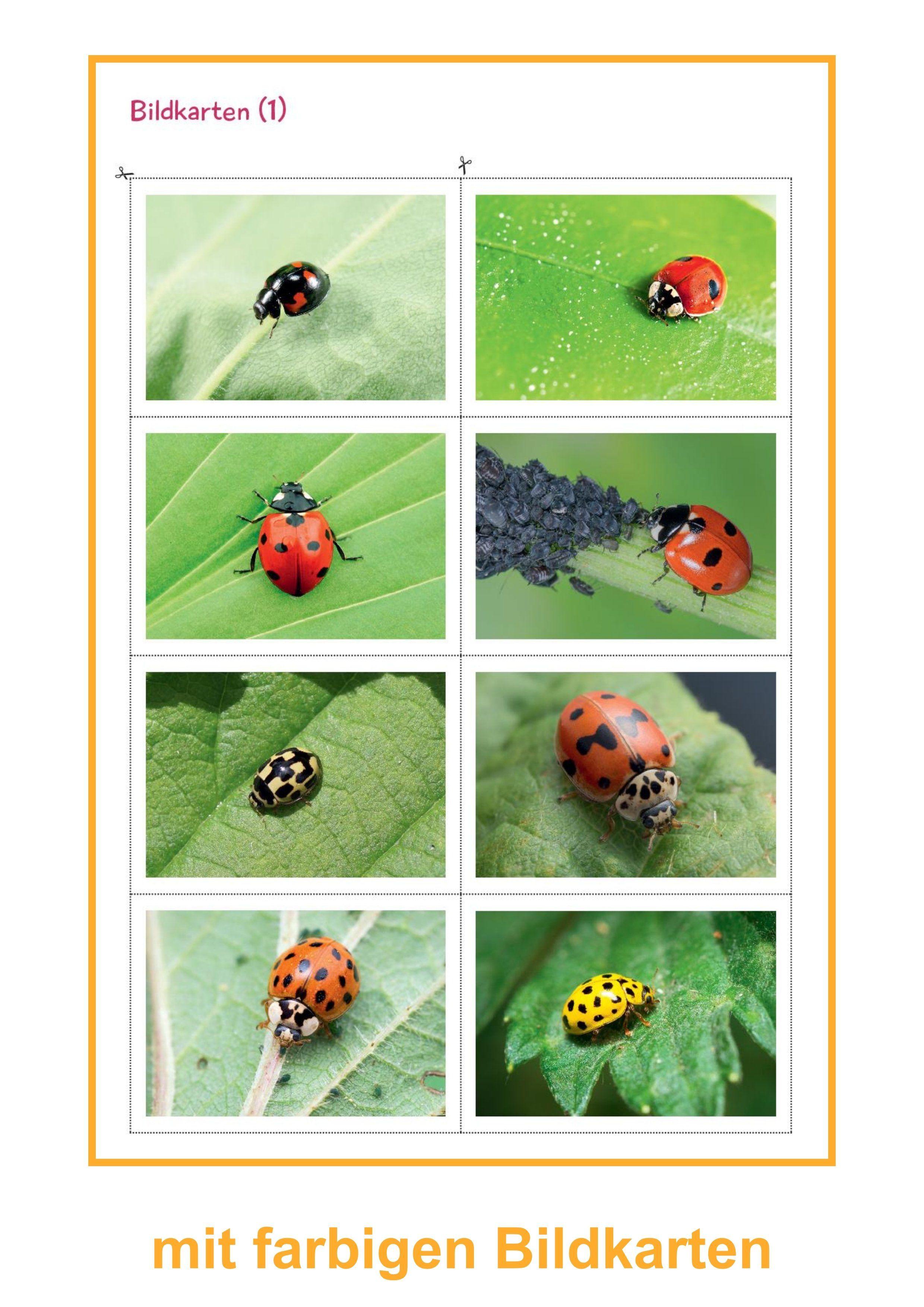 Beispielinhalt (Bild) Marienkäfer