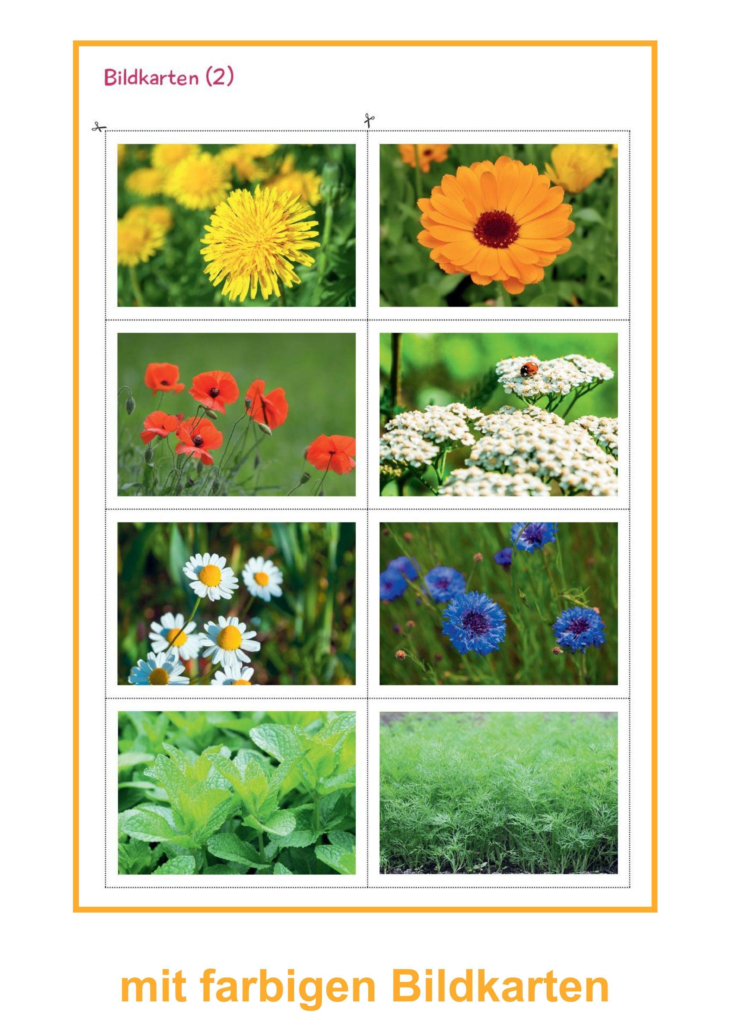 Beispielinhalt (Bild) Marienkäfer