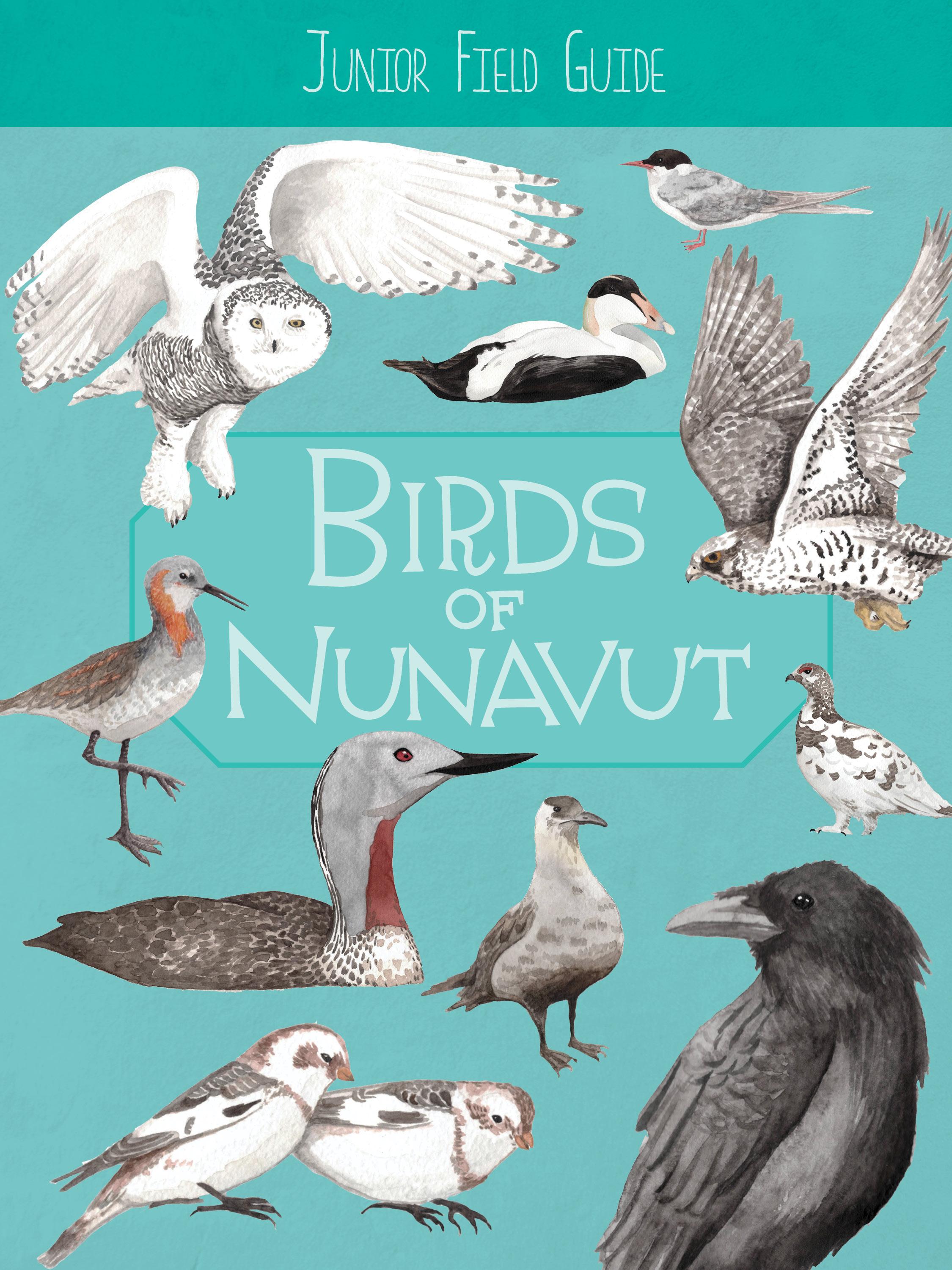 Vorderes Coverbild Junior Field Guide: Birds of Nunavut