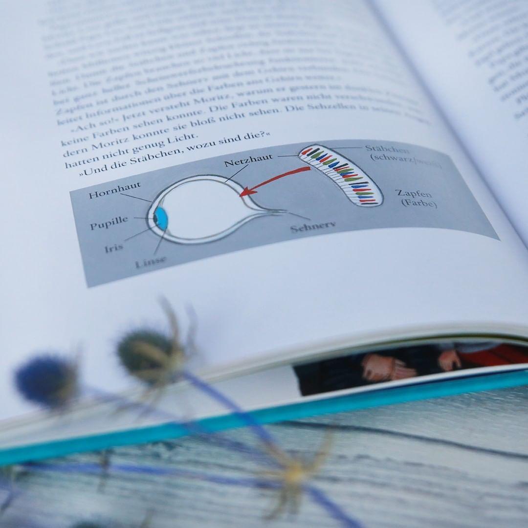 Beispielinhalt (Bild) Warum zwinkert der Delfin im Schlaf?