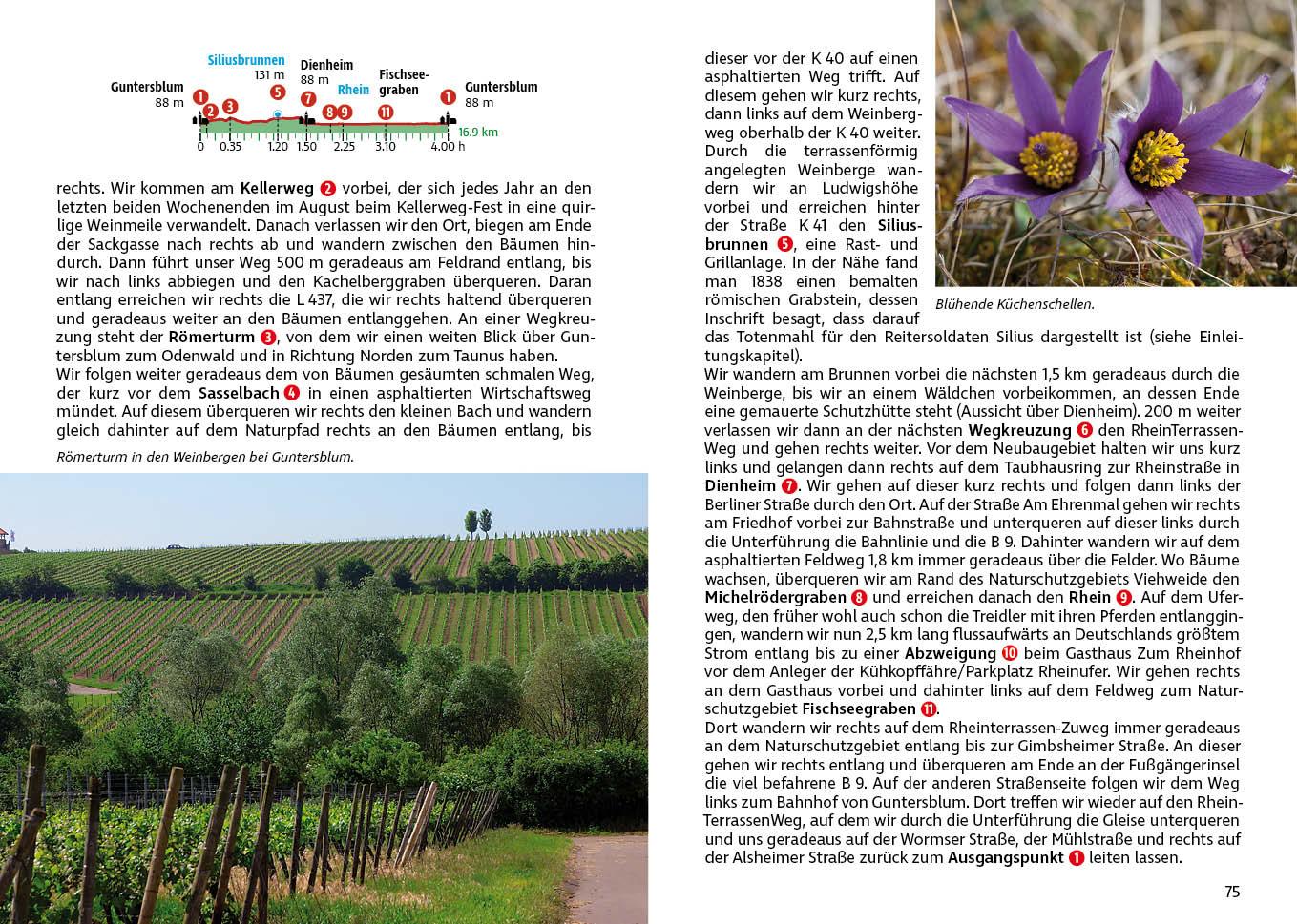 Beispielinhalt (Bild) Rheinhessen