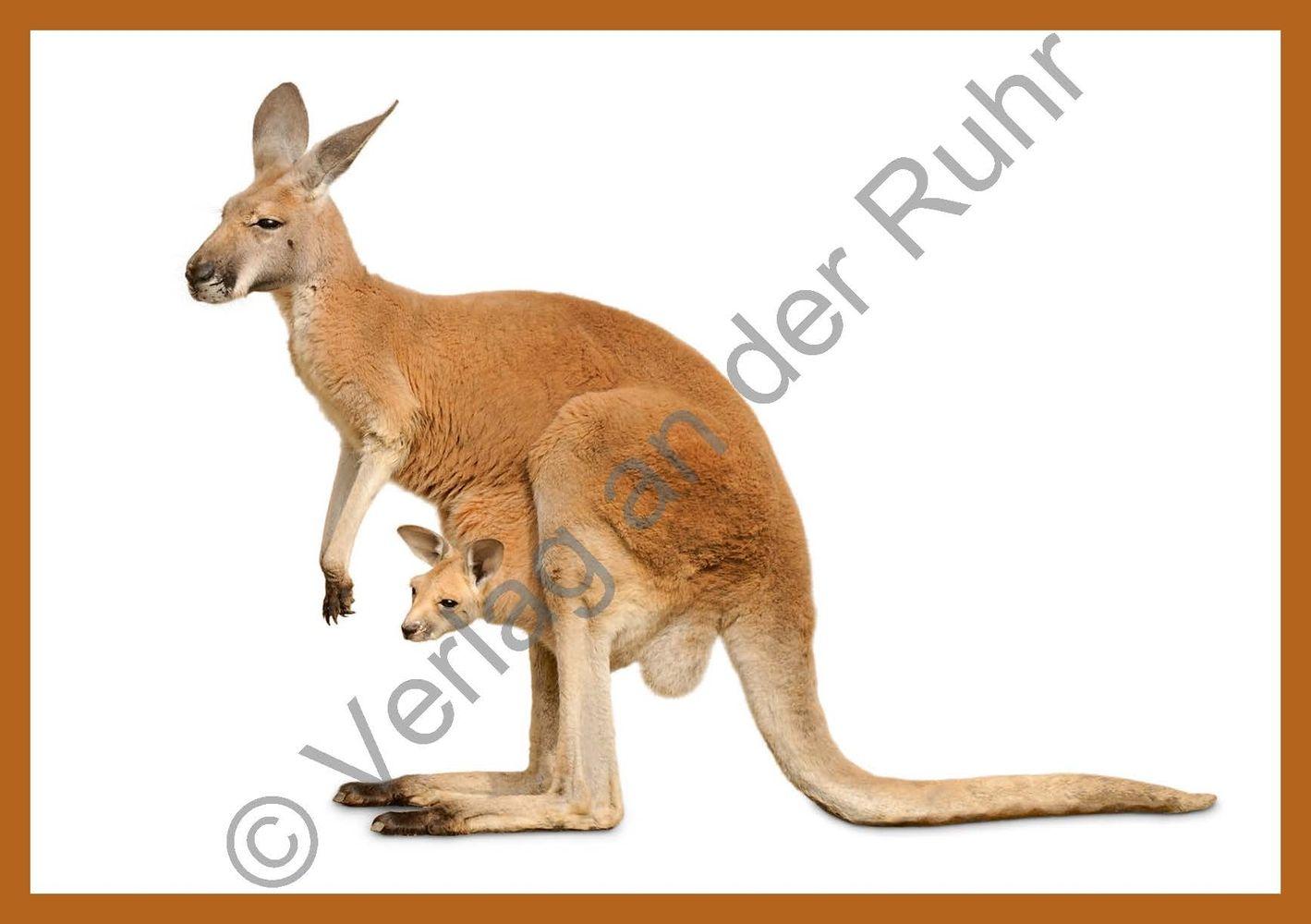 Beispielinhalt (Bild) Grundwortschatz - Zootiere