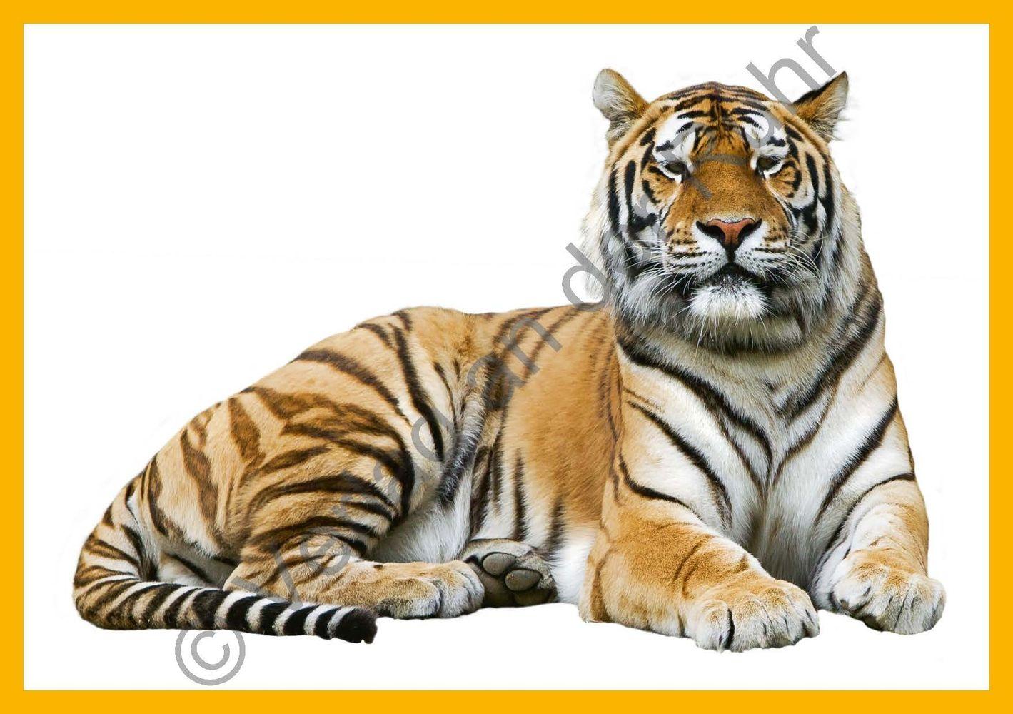 Beispielinhalt (Bild) Grundwortschatz - Zootiere