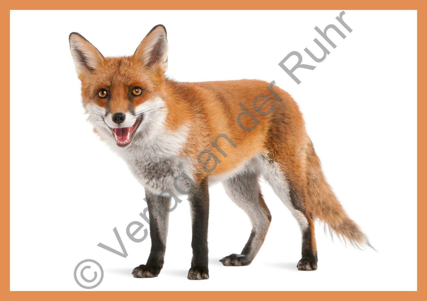 Beispielinhalt (Bild) Grundwortschatz - Zootiere