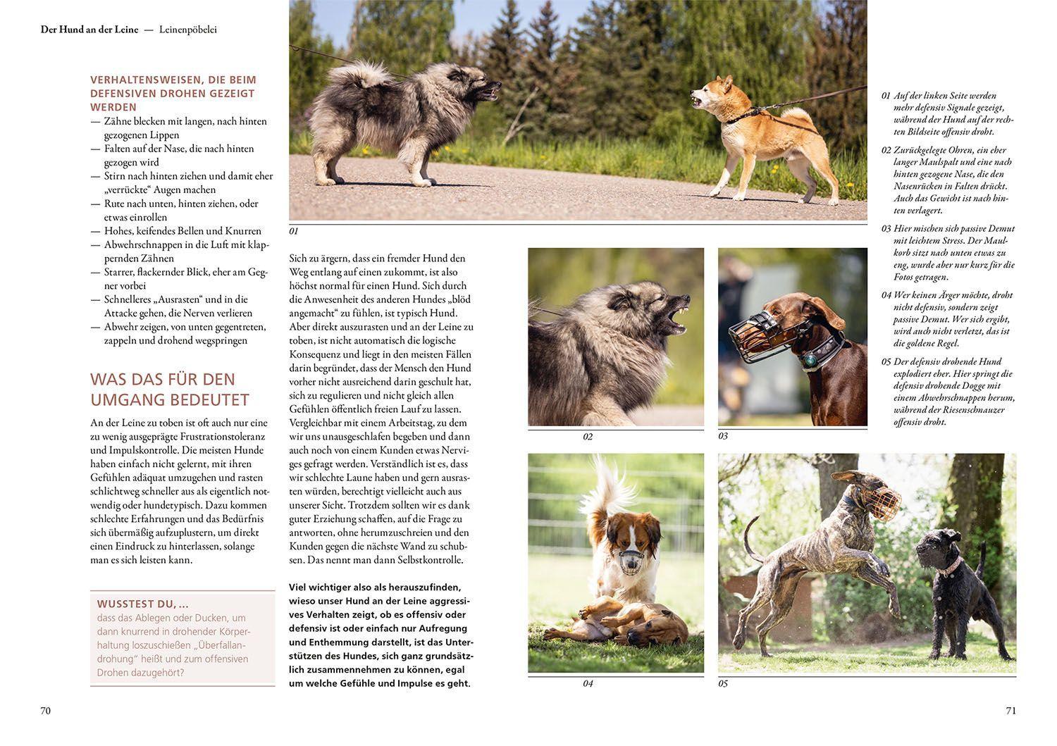 Beispielinhalt (Bild) Hunde lesen lernen